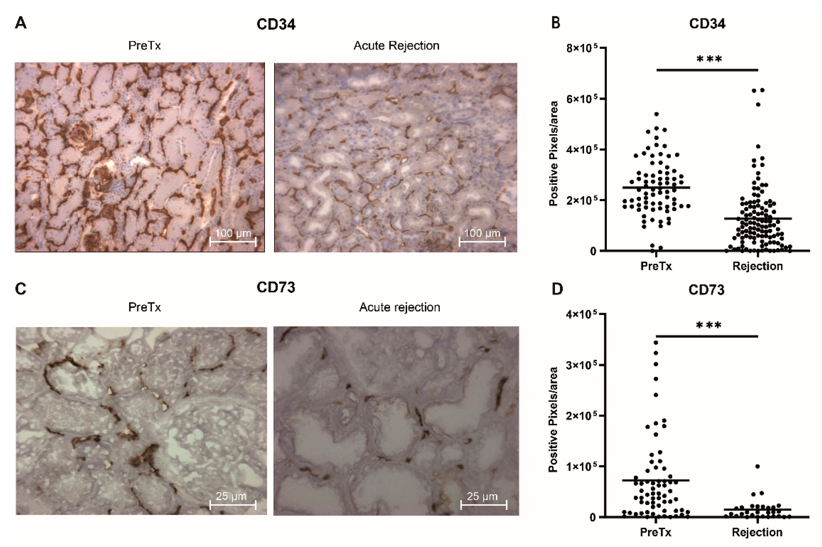Ijms 21 05616 g001 Ijms 21 05616 g001