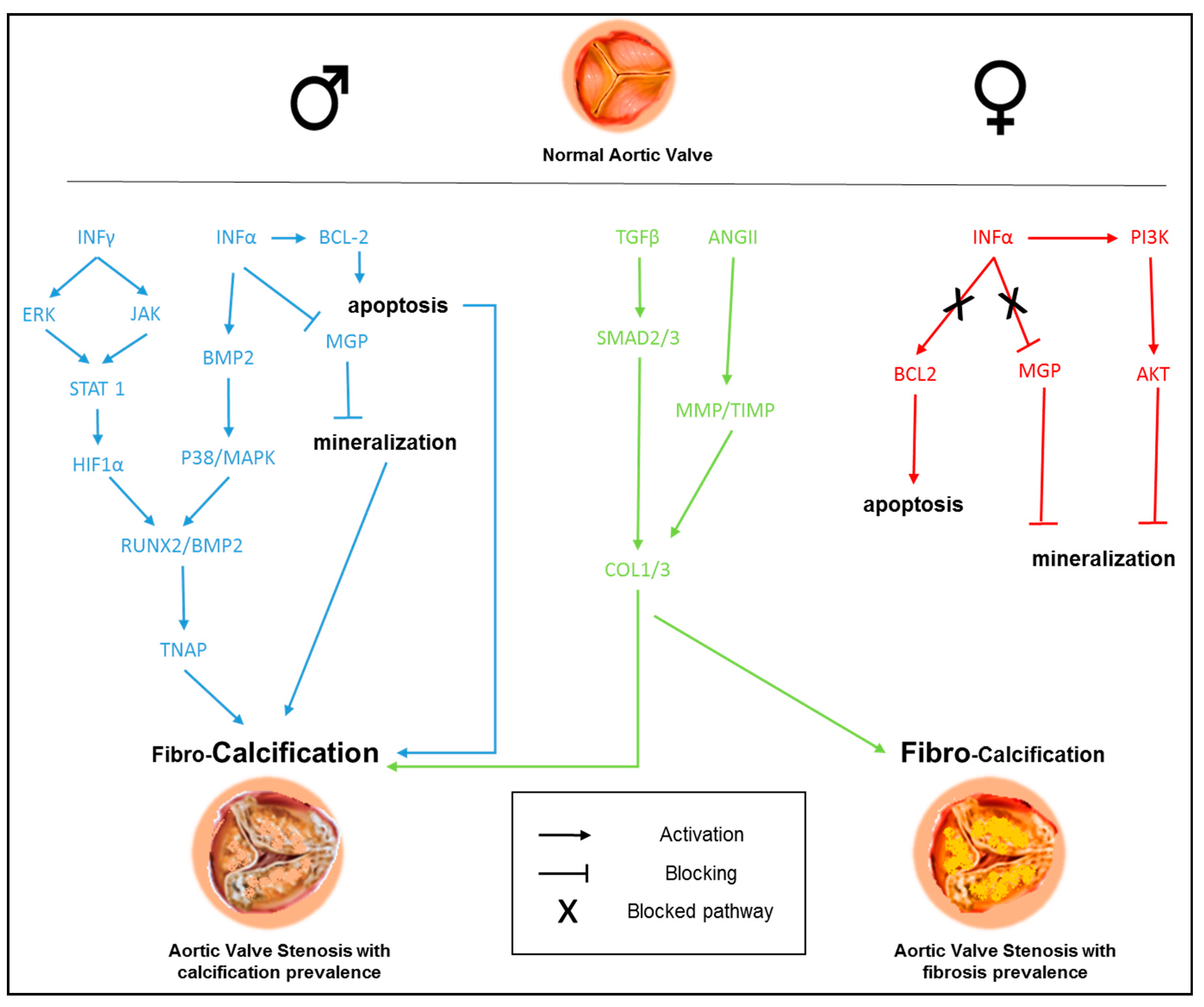 Ijms 21 05620 g003 Ijms 21 05620 g003