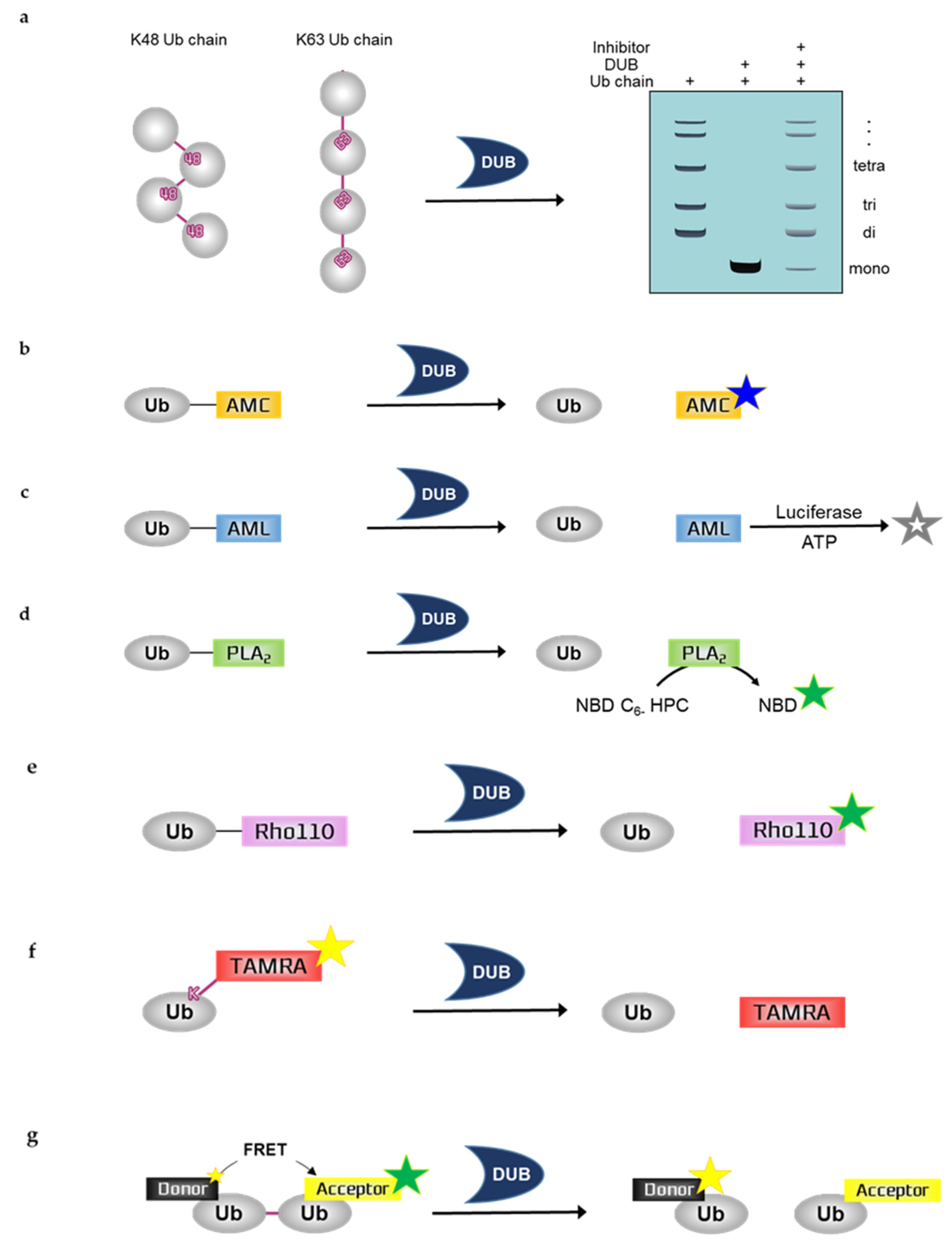 Ijms 21 05638 g001 Ijms 21 05638 g001