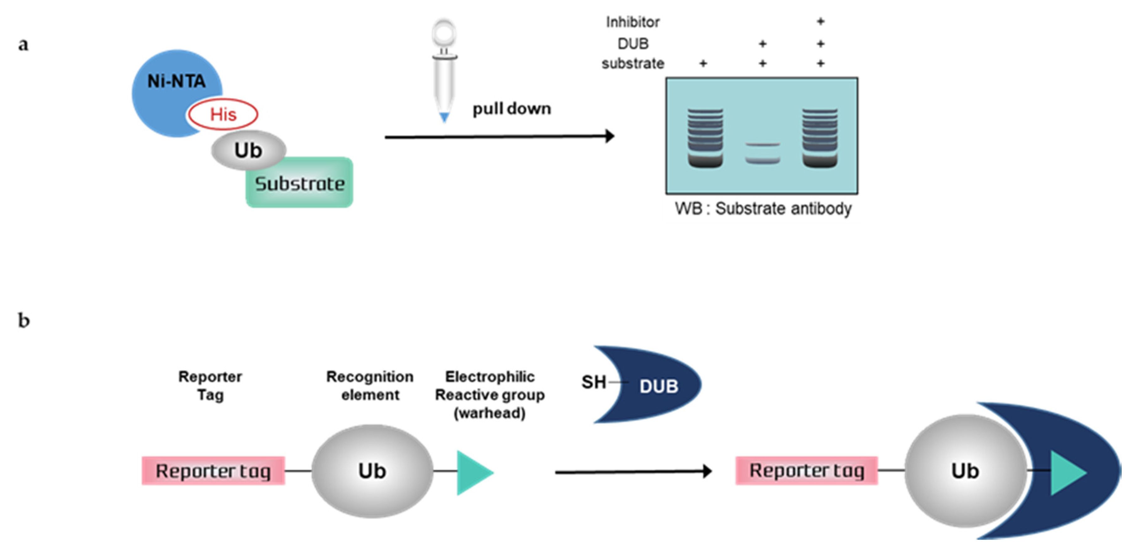 Ijms 21 05638 g002 Ijms 21 05638 g002