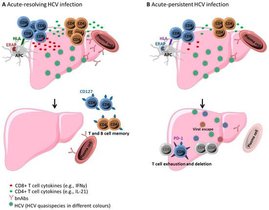 Hepatitis C Virus Liver