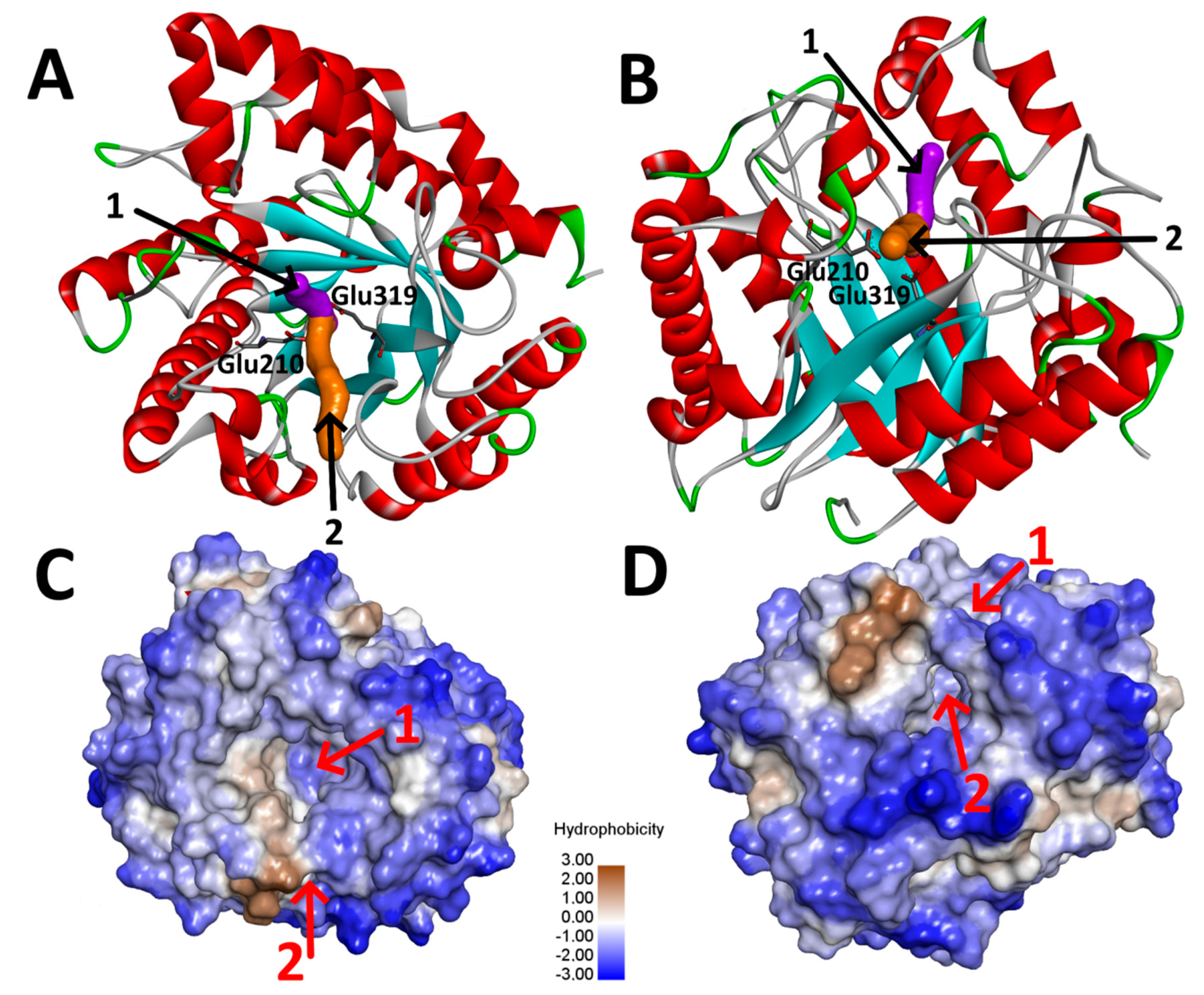 Ijms 21 05671 g003 Ijms 21 05671 g003
