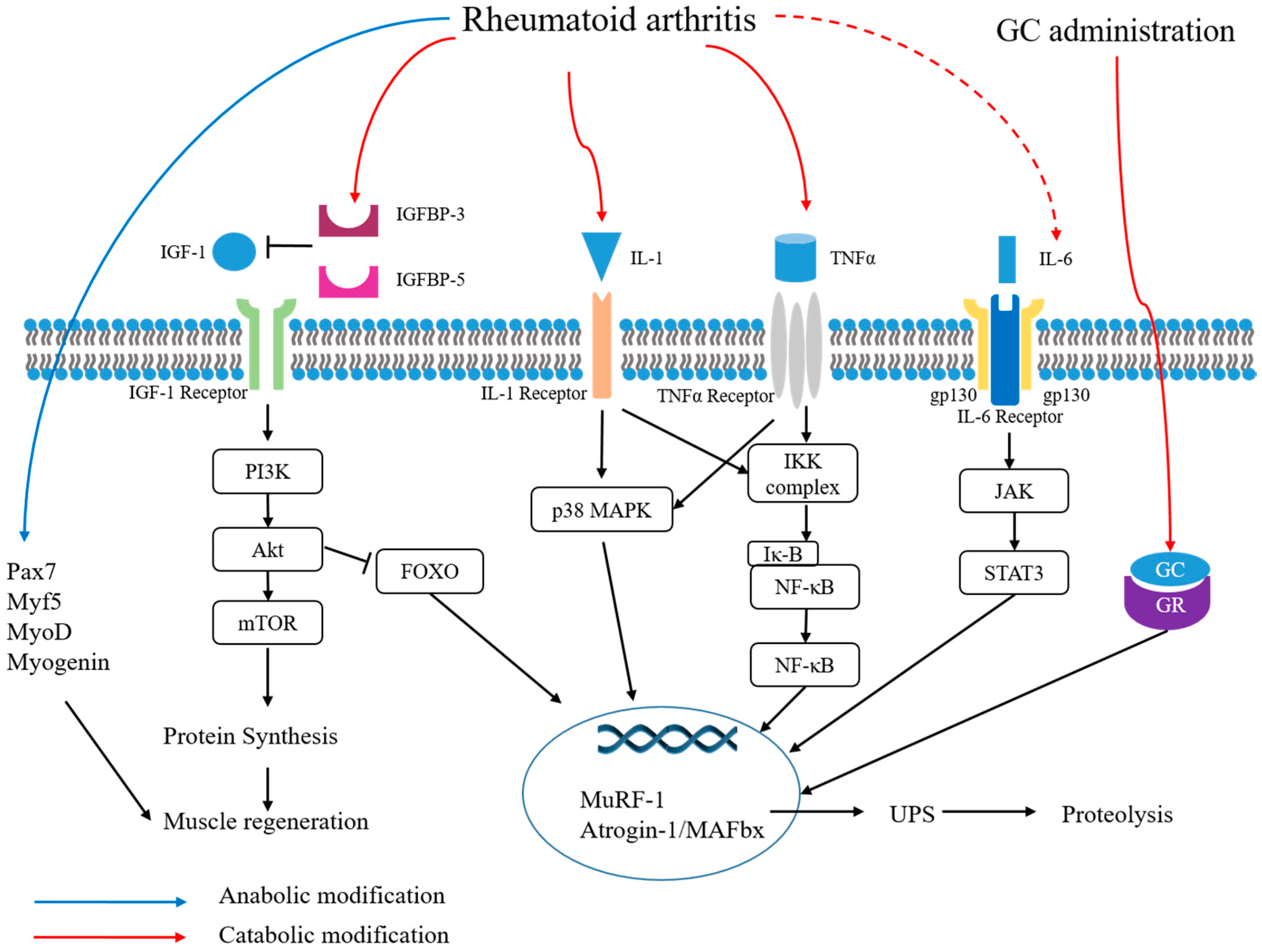Ijms 21 05678 g001 Ijms 21 05678 g001