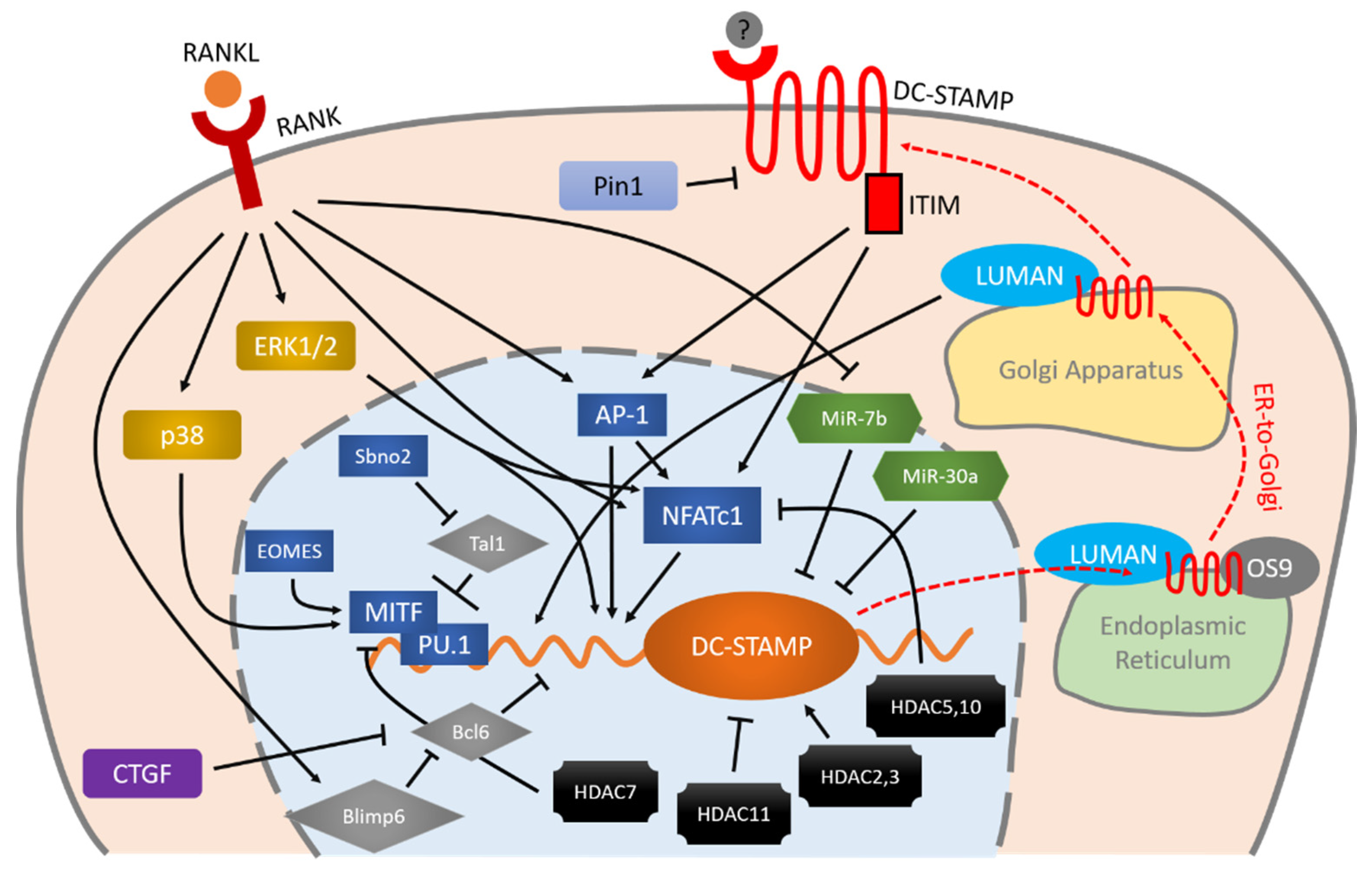 Molecular regulation of DC-STAMP