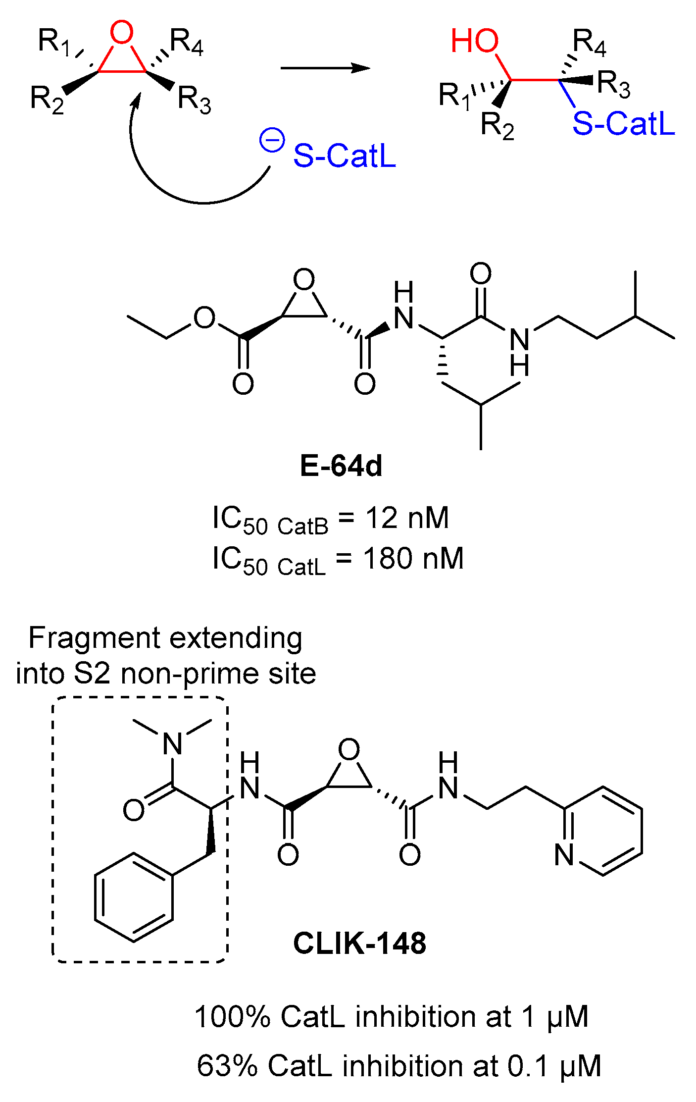 Ijms 21 05707 g015 Ijms 21 05707 g015