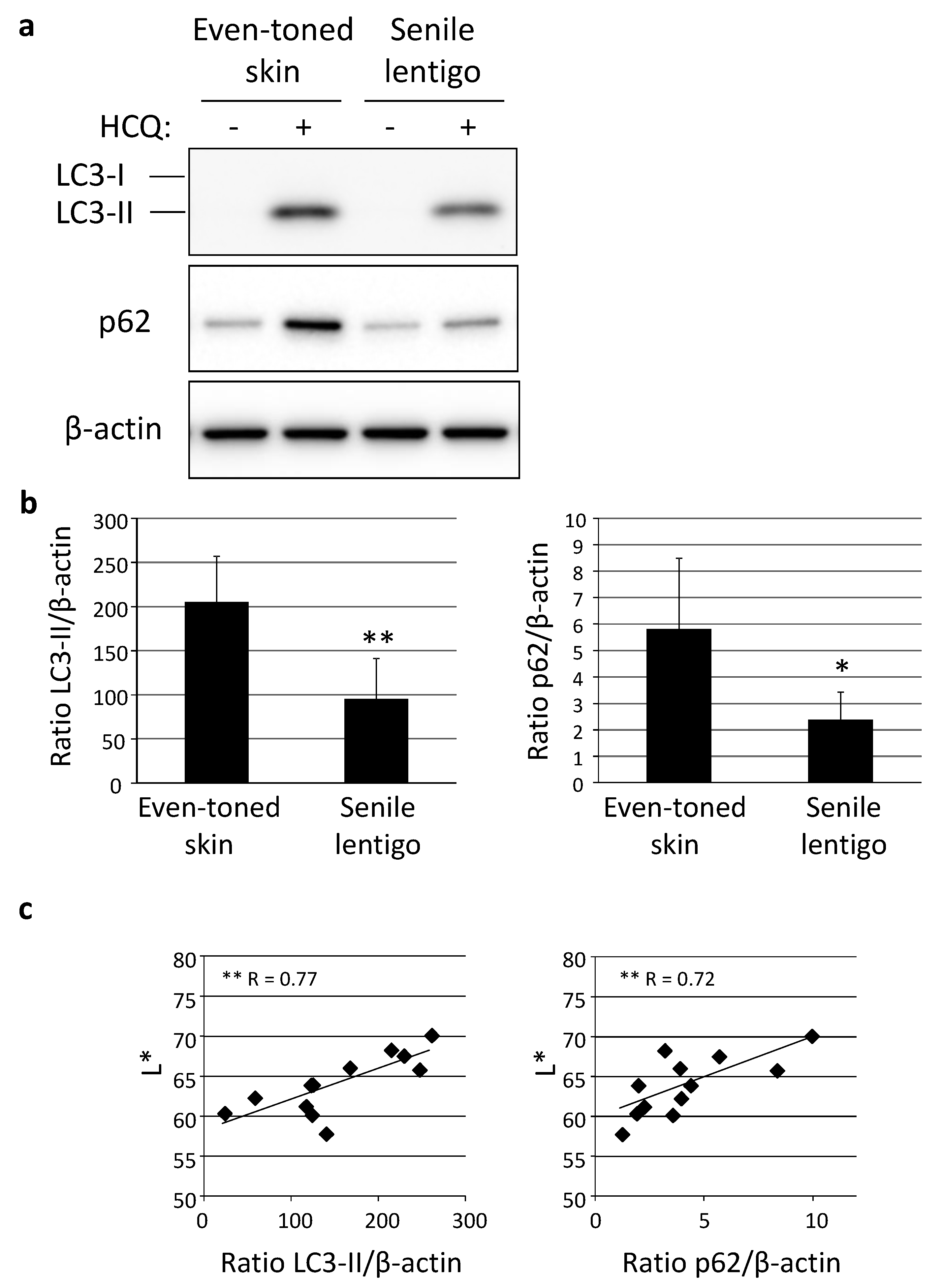 Ijms 21 05708 g003 Ijms 21 05708 g003