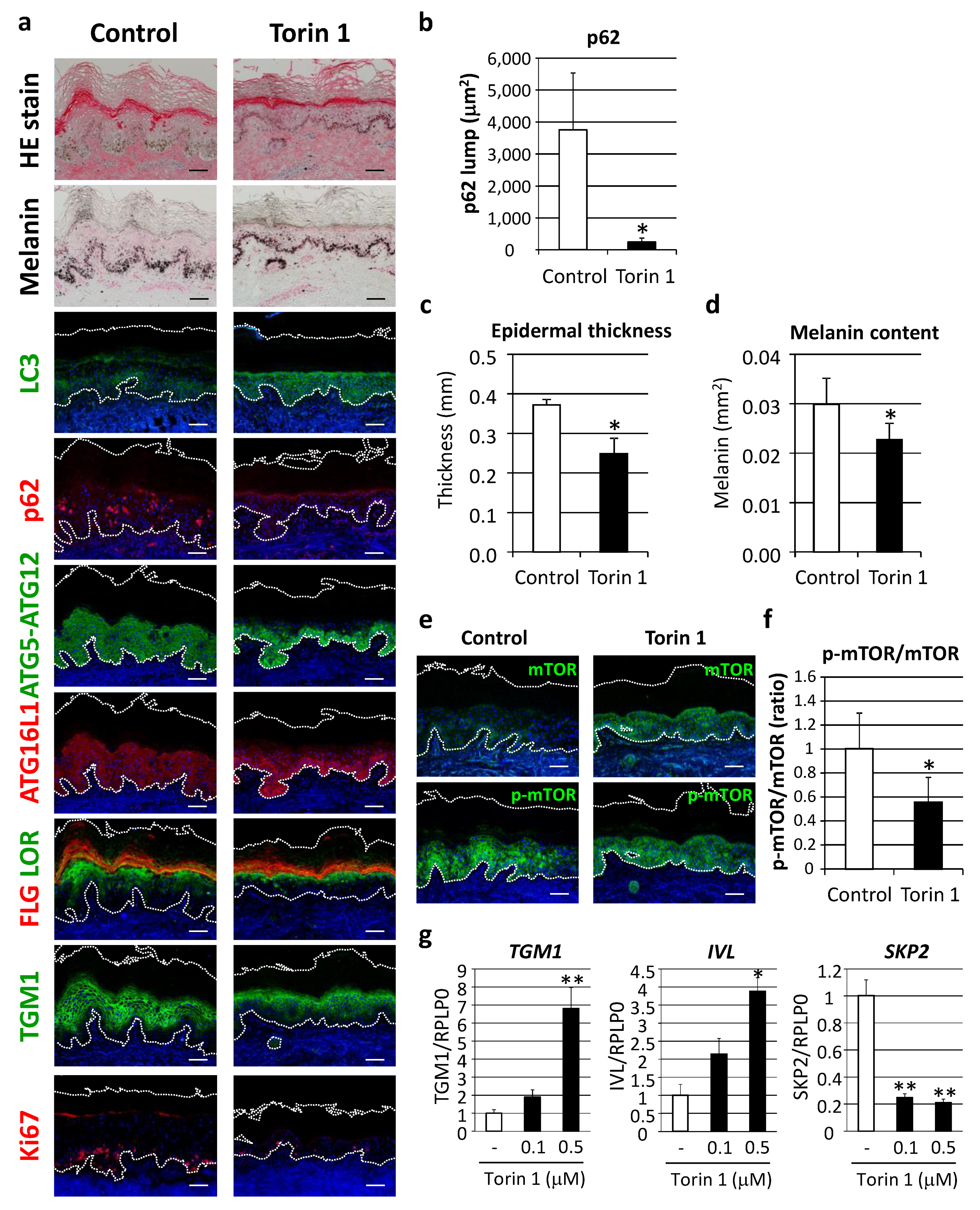 Ijms 21 05708 g007 Ijms 21 05708 g007