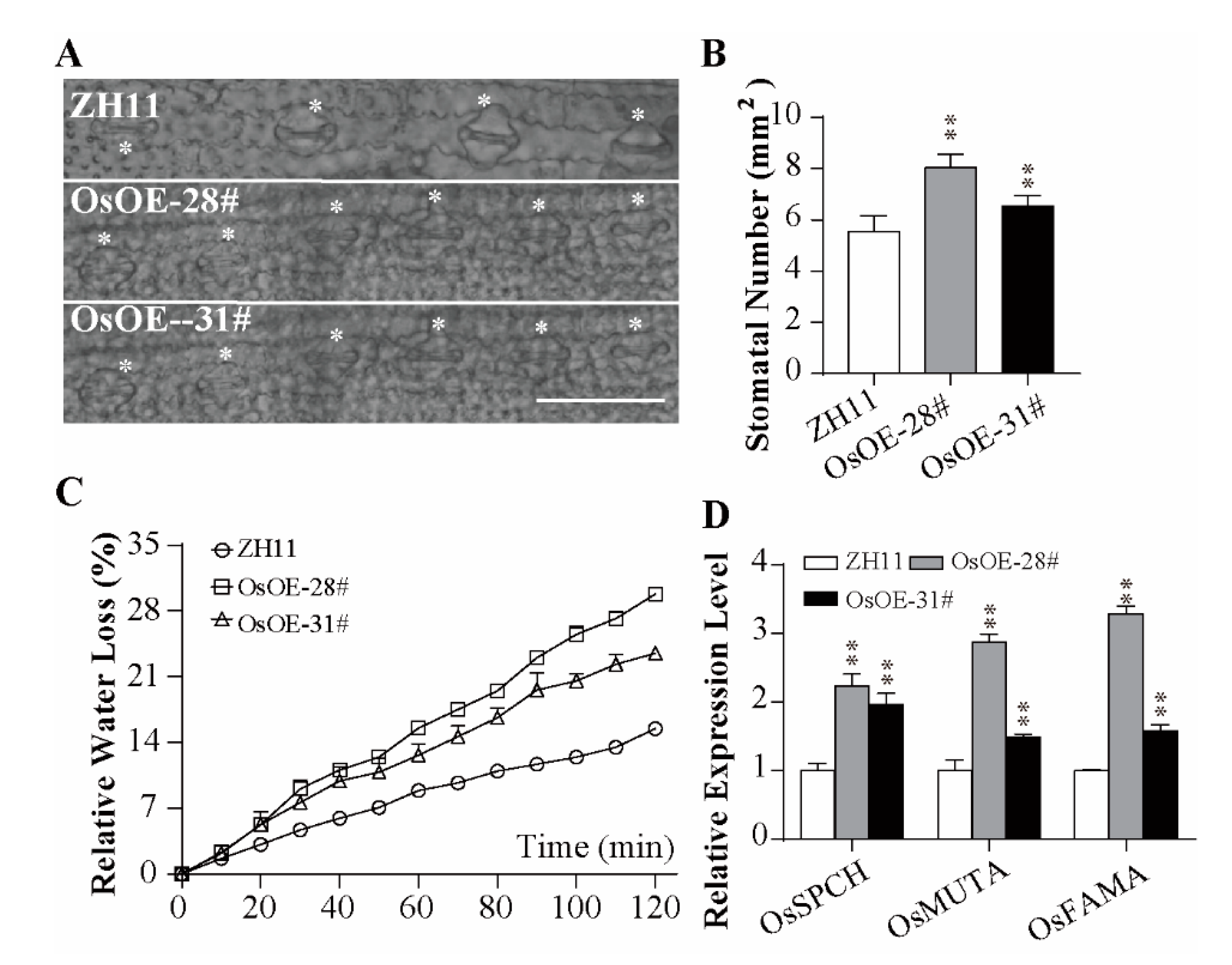 Ijms 21 05727 g003 Ijms 21 05727 g003