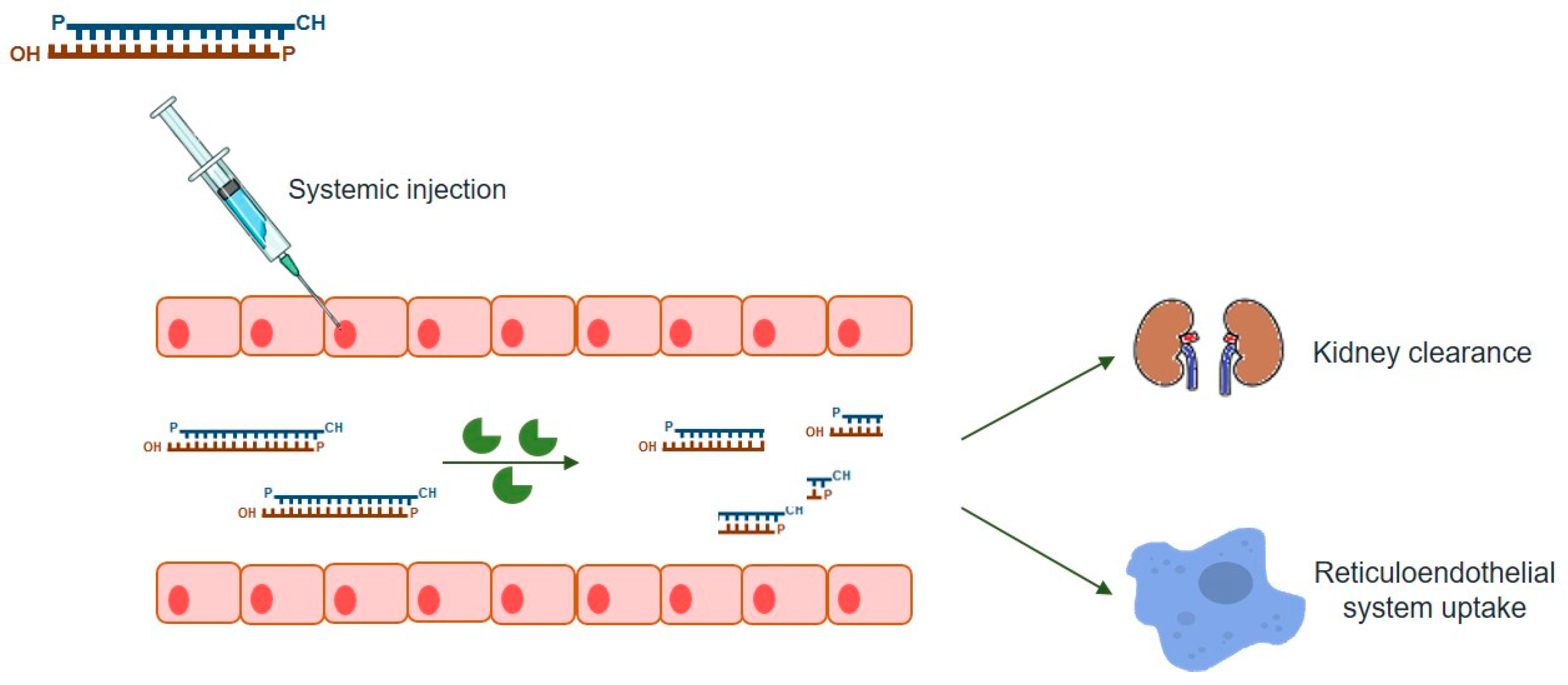 Ijms 21 05732 g002 Ijms 21 05732 g002