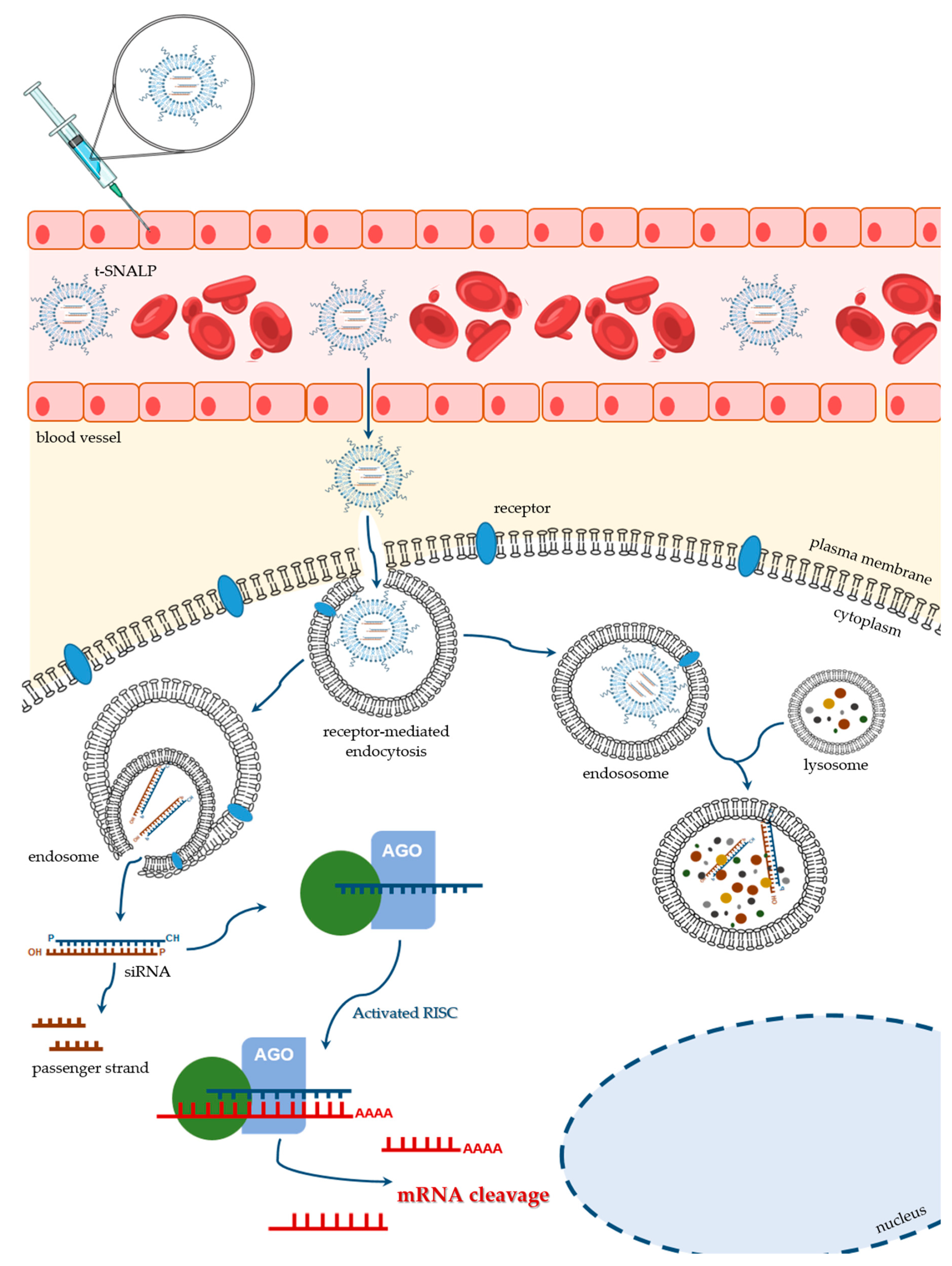 Ijms 21 05732 g004 Ijms 21 05732 g004