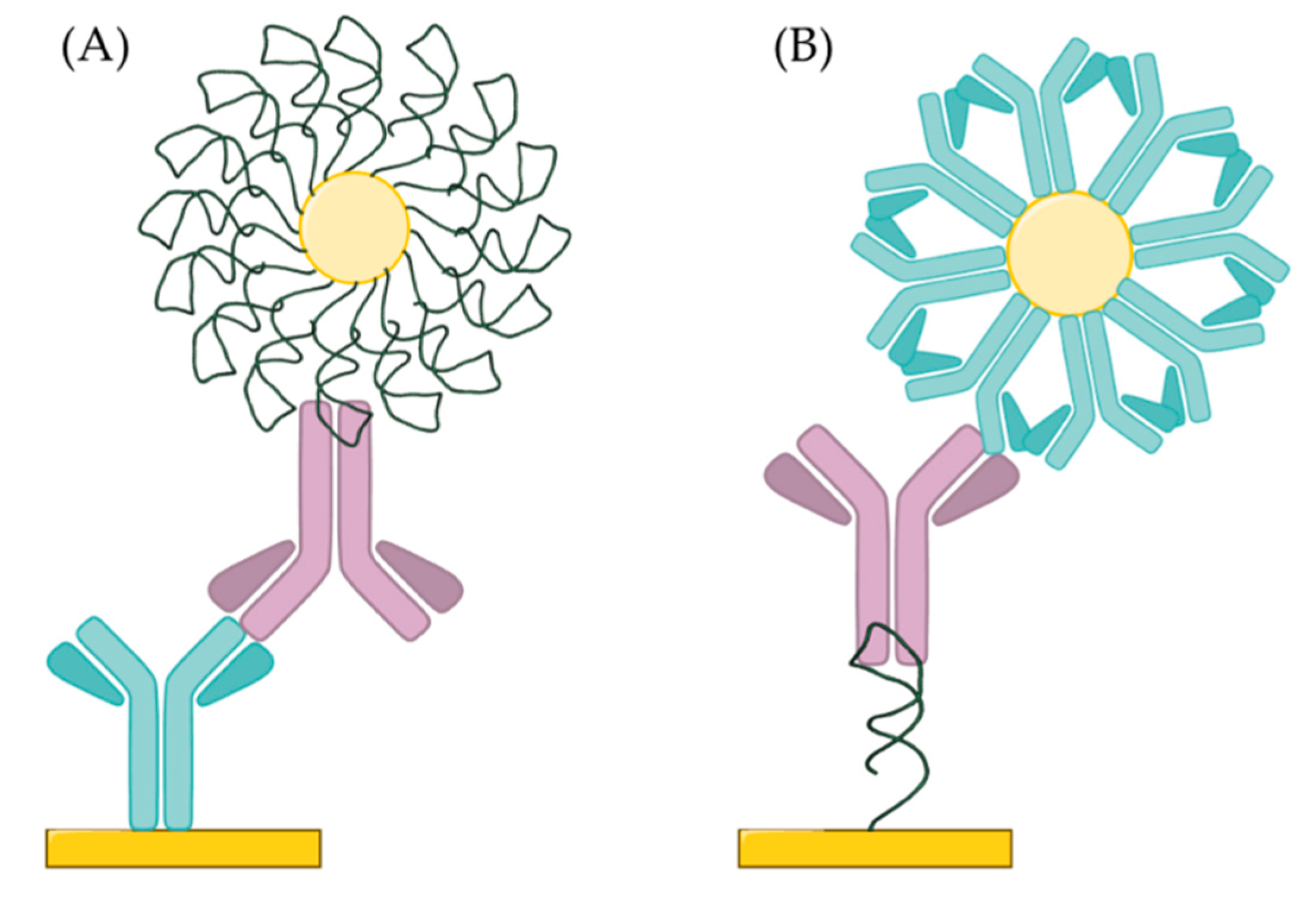 Ijms Free Full Text Aptamers Against Immunoglobulins Design Selection And Bioanalytical Applications Html