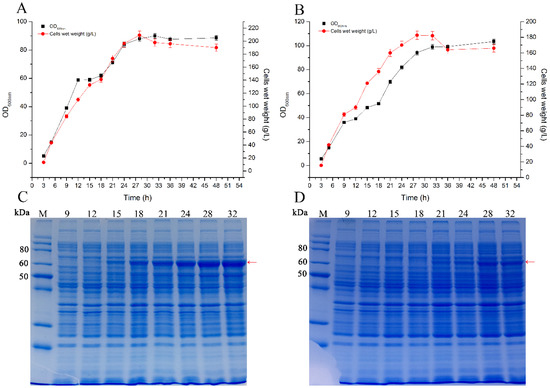 IJMS | Free Full-Text | Enhanced Heterologous Production of 