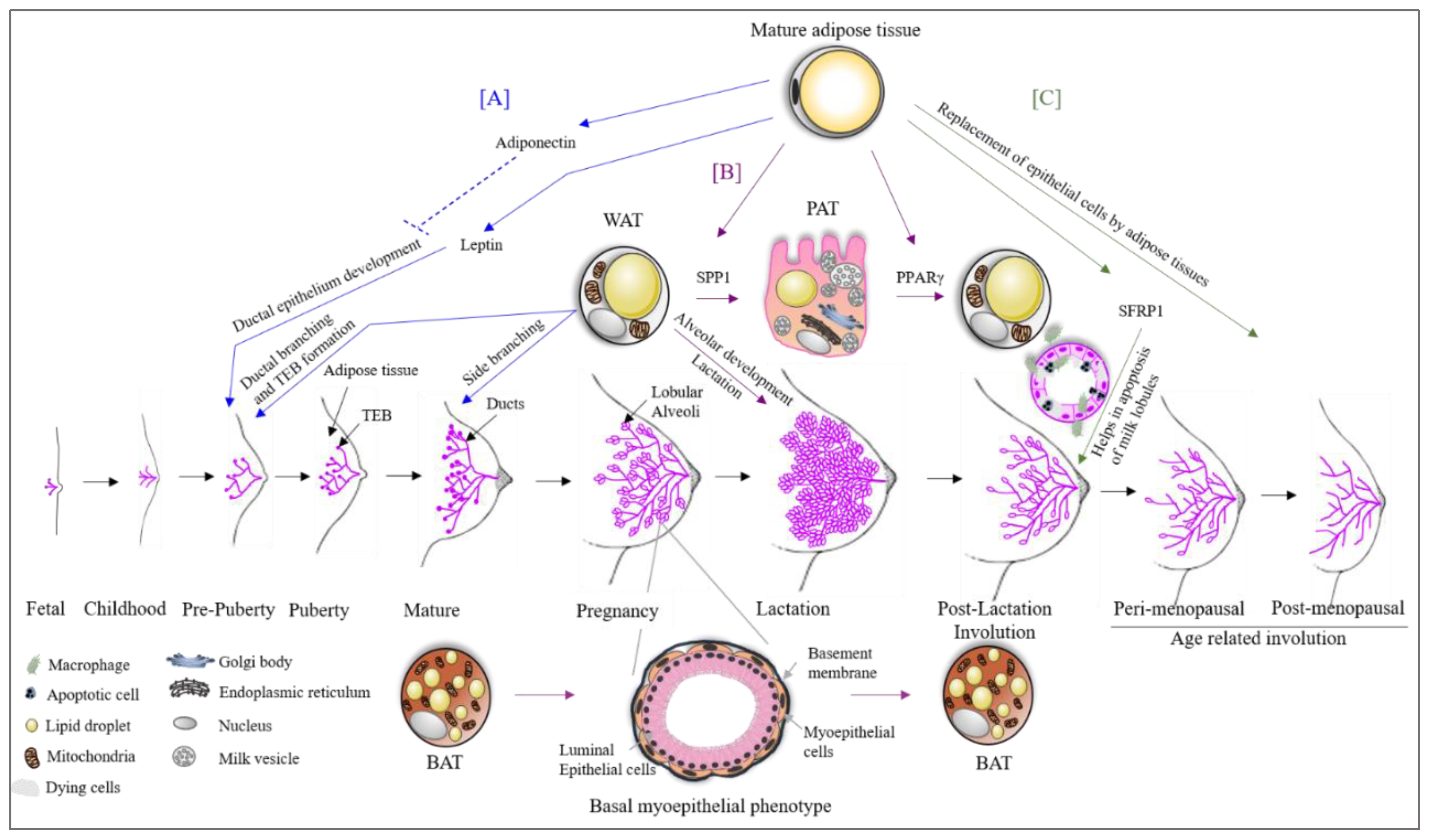 The breasts are two glandular organs rich in adipose tissue that