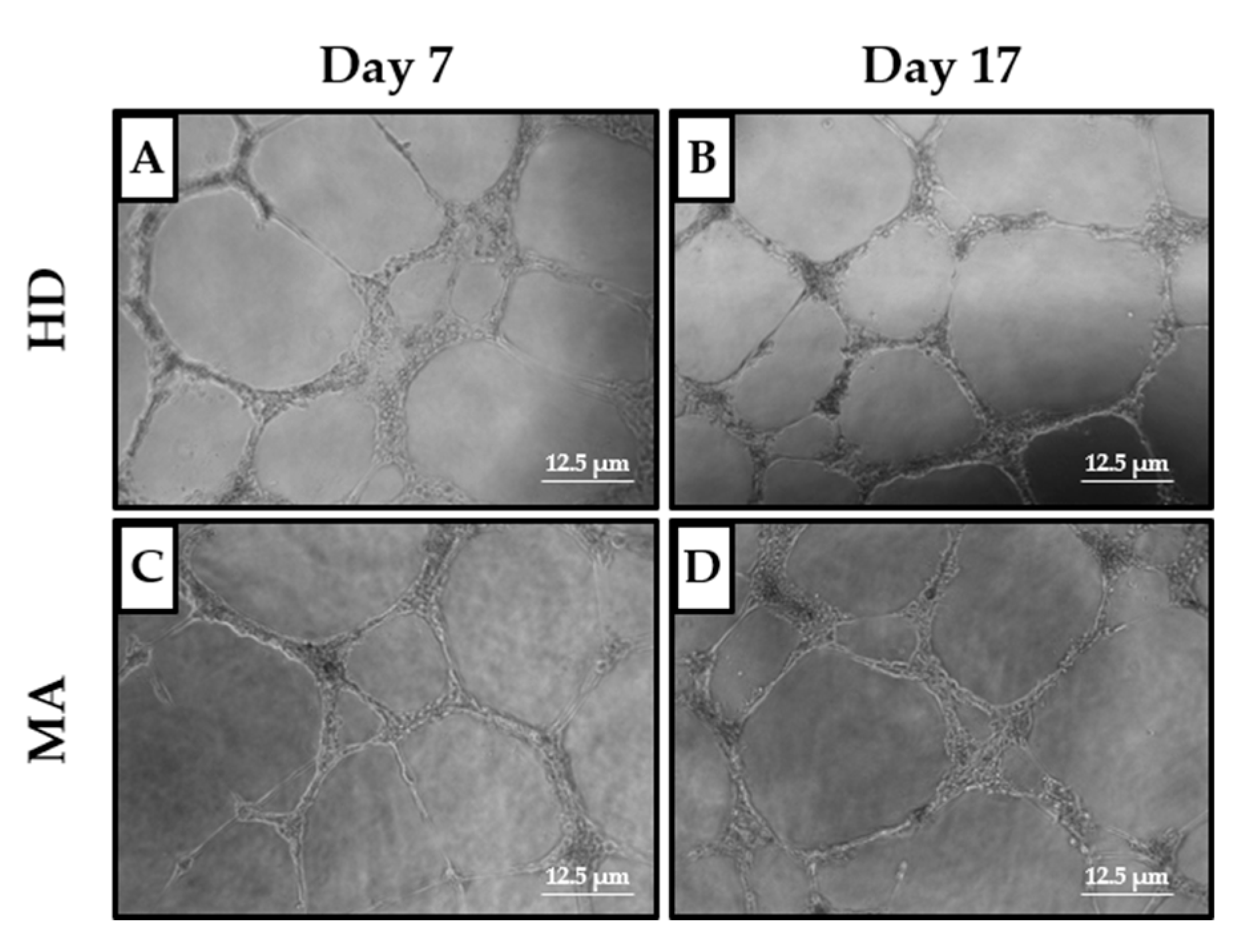 Ijms 21 05763 g005 Ijms 21 05763 g005