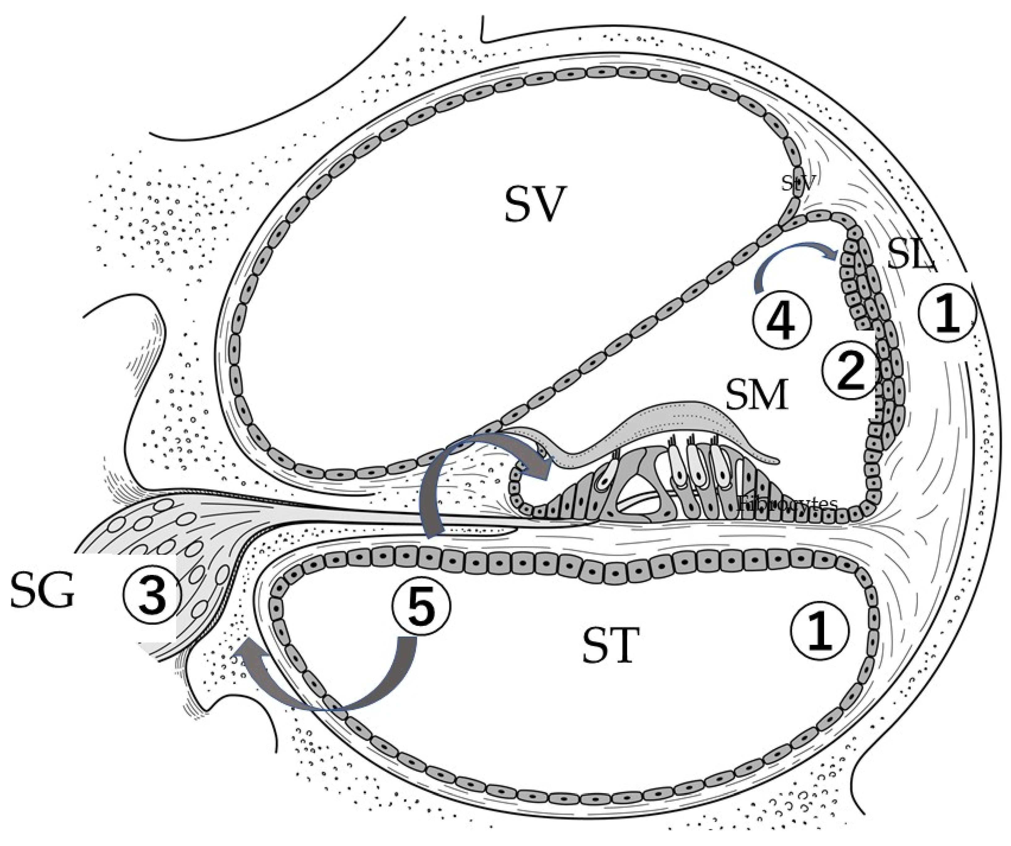 Ijms 21 05764 g001 Ijms 21 05764 g001