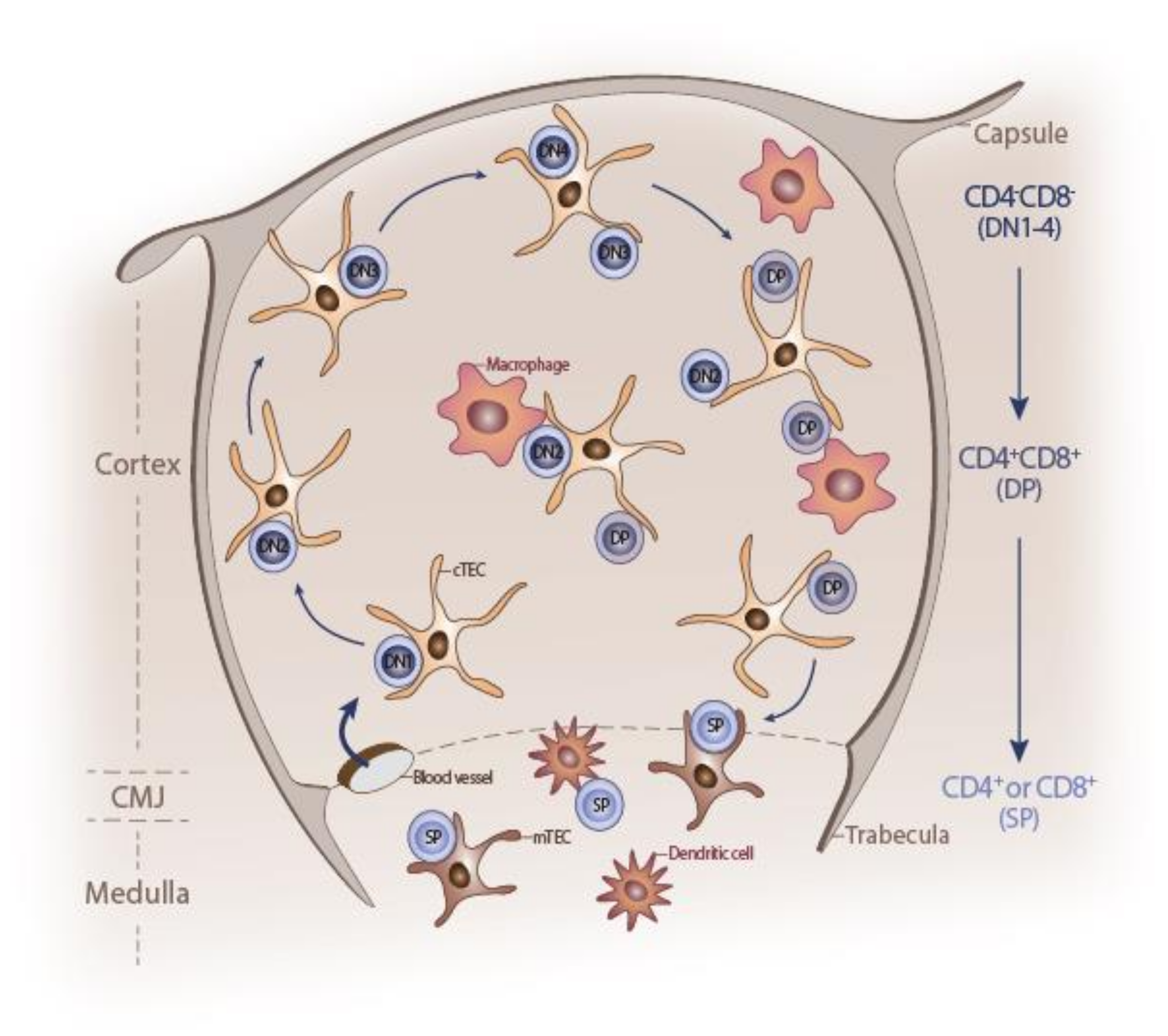 IJMS | Free Full-Text | Thymus Inception: Molecular Network in the Early  Stages of Thymus Organogenesis