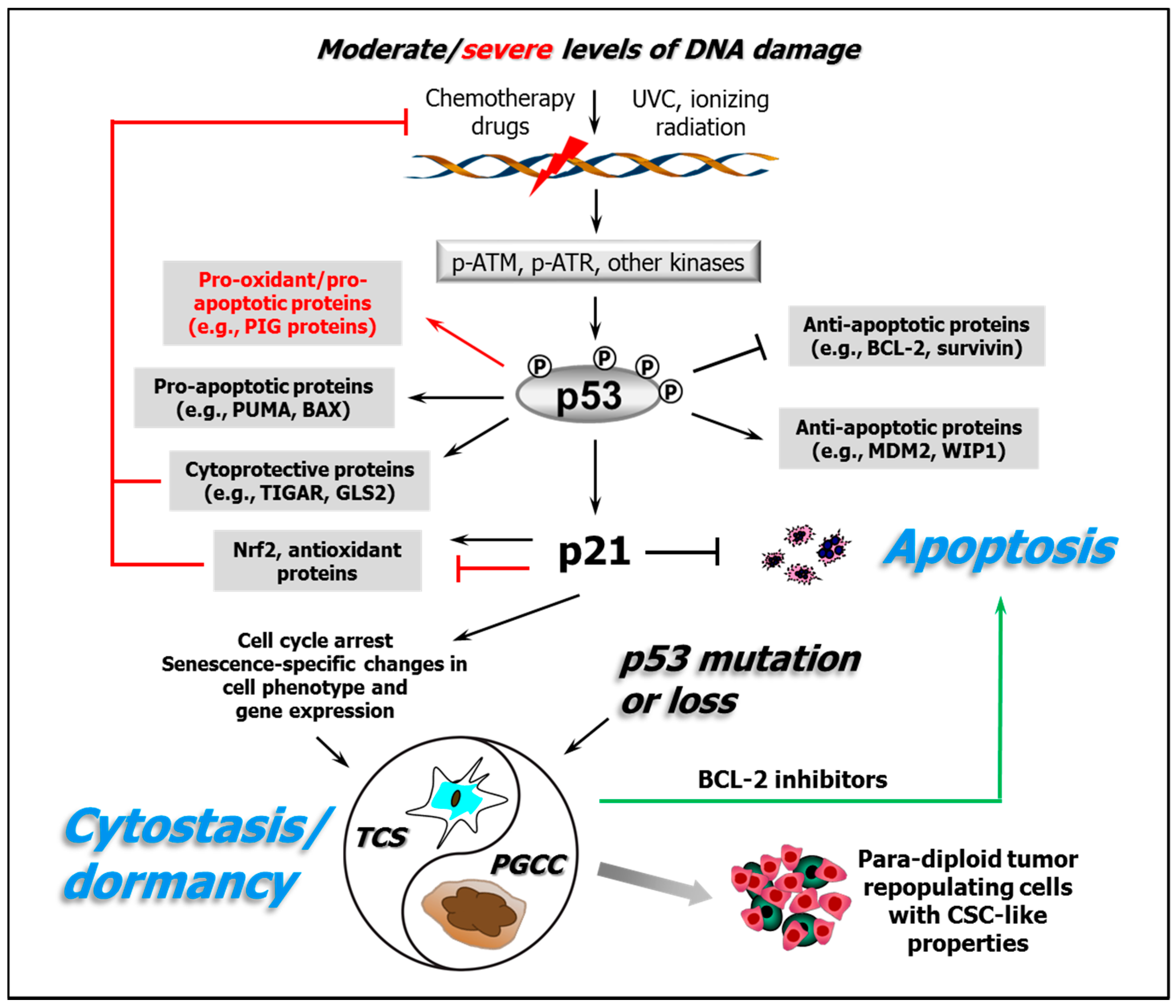 Cellular Responses to Platinum-Based Anticancer ... Biology Diagrams