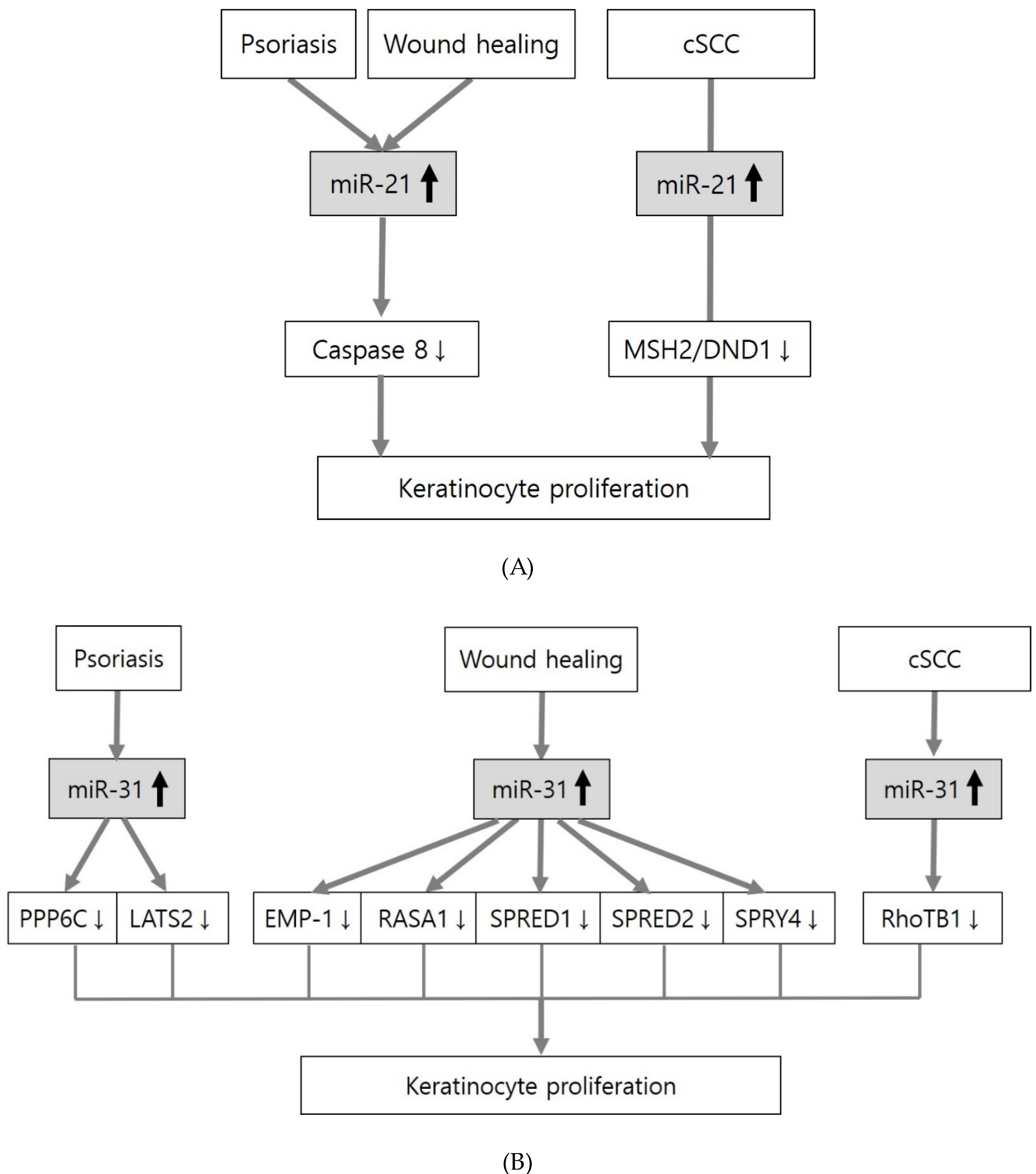 The Role of MicroRNAs in Epidermal Barrier