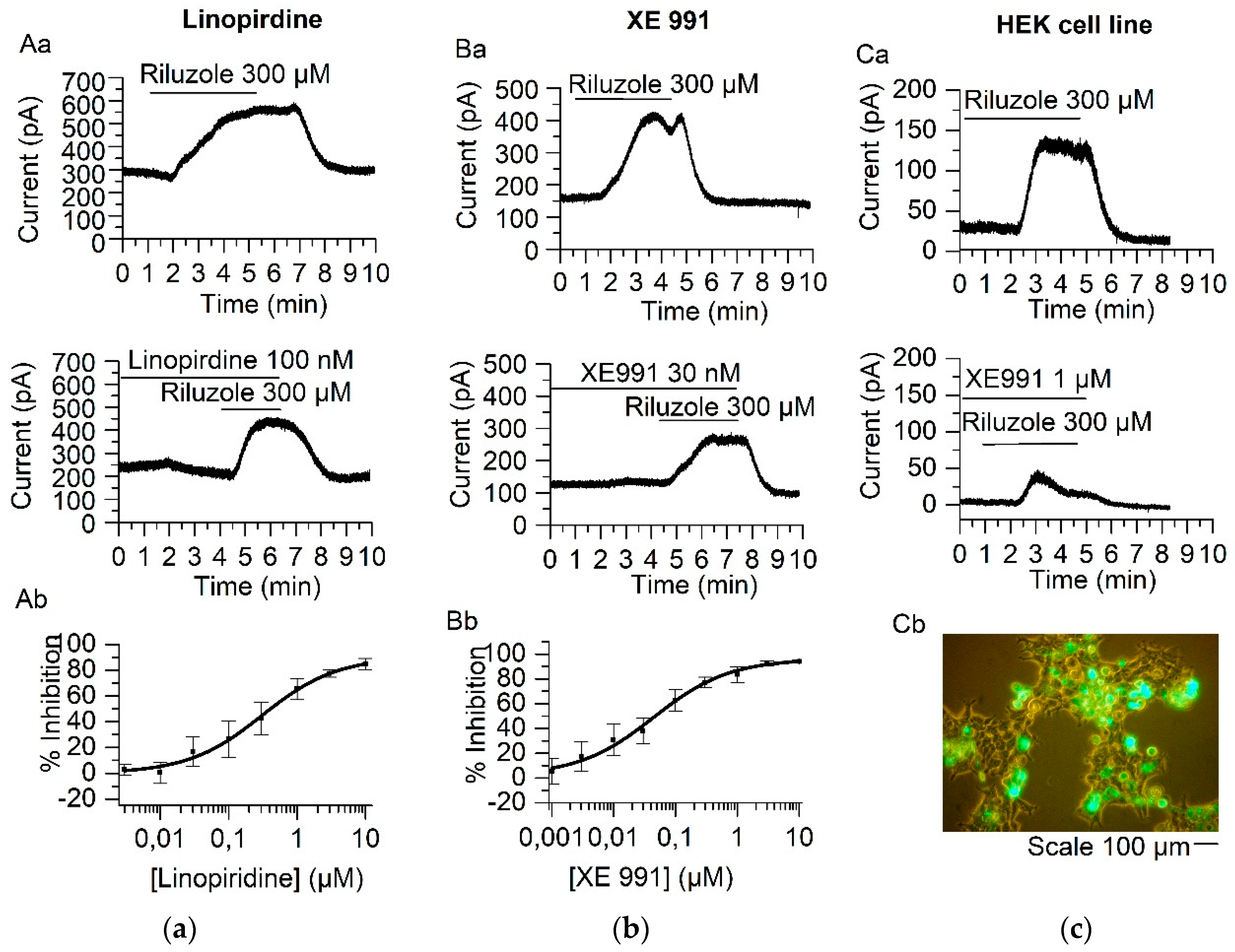 Ijms 21 05796 g001 Ijms 21 05796 g001