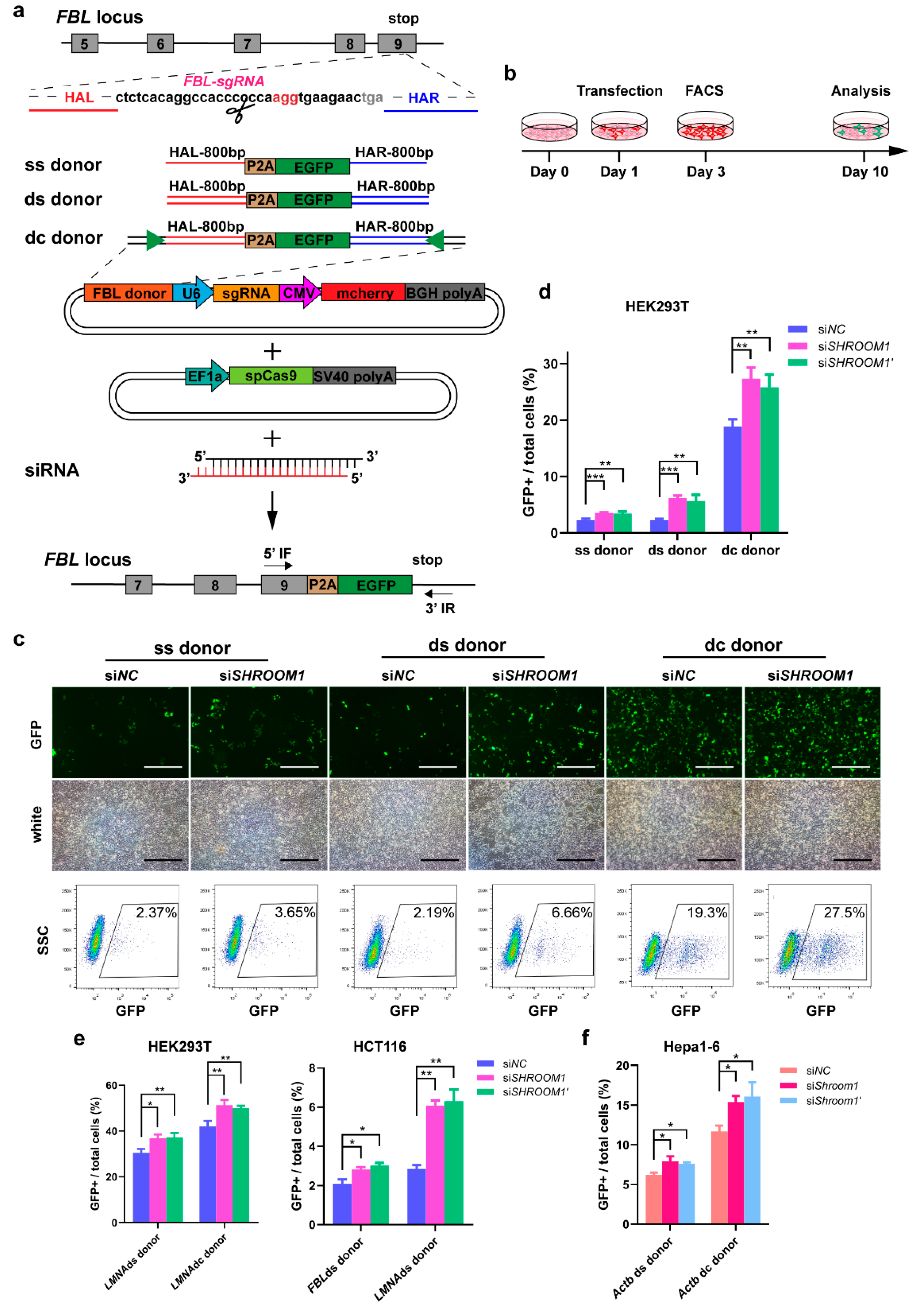 Ijms 21 05821 g003 Ijms 21 05821 g003
