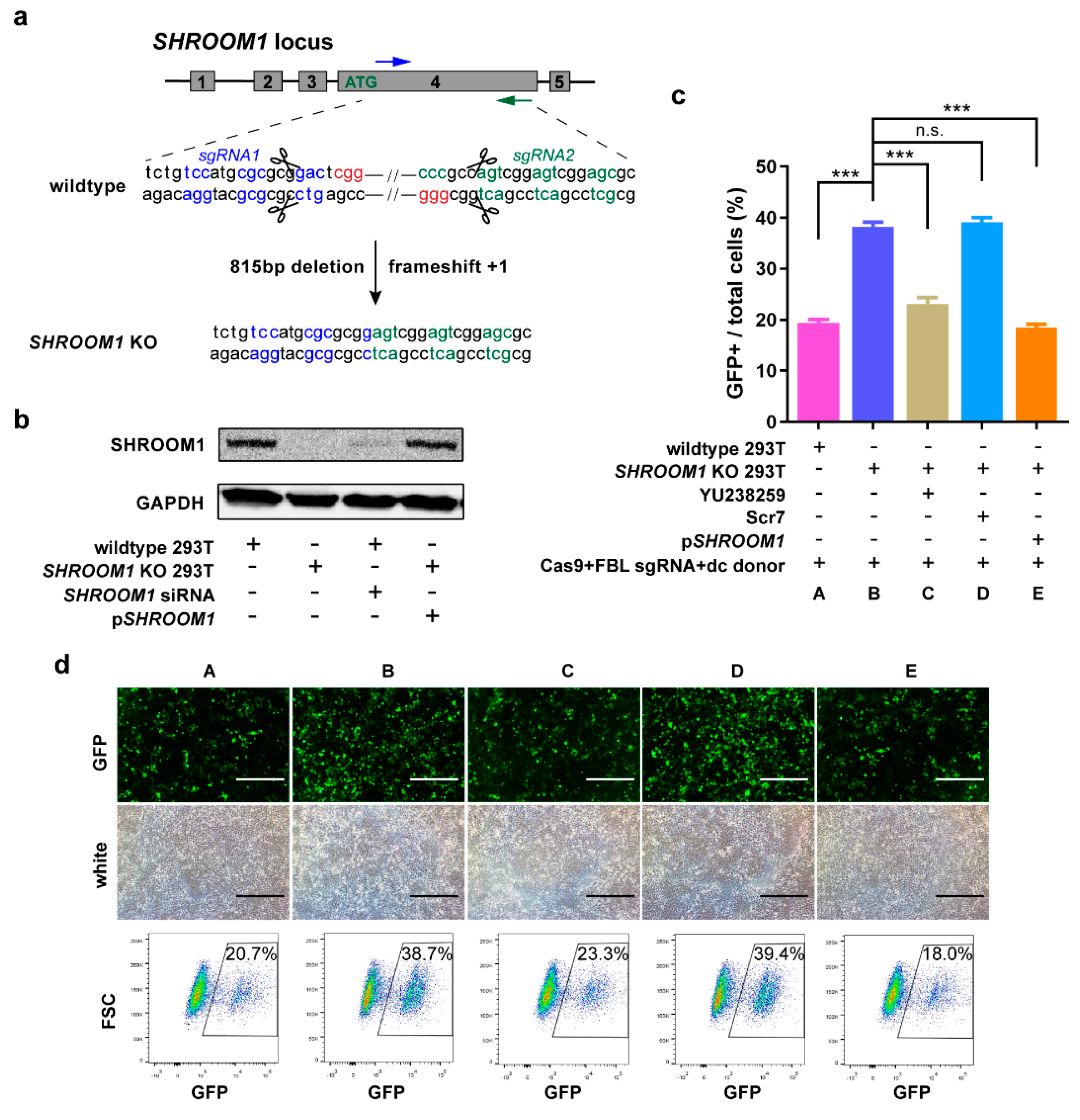 Ijms 21 05821 g005 Ijms 21 05821 g005