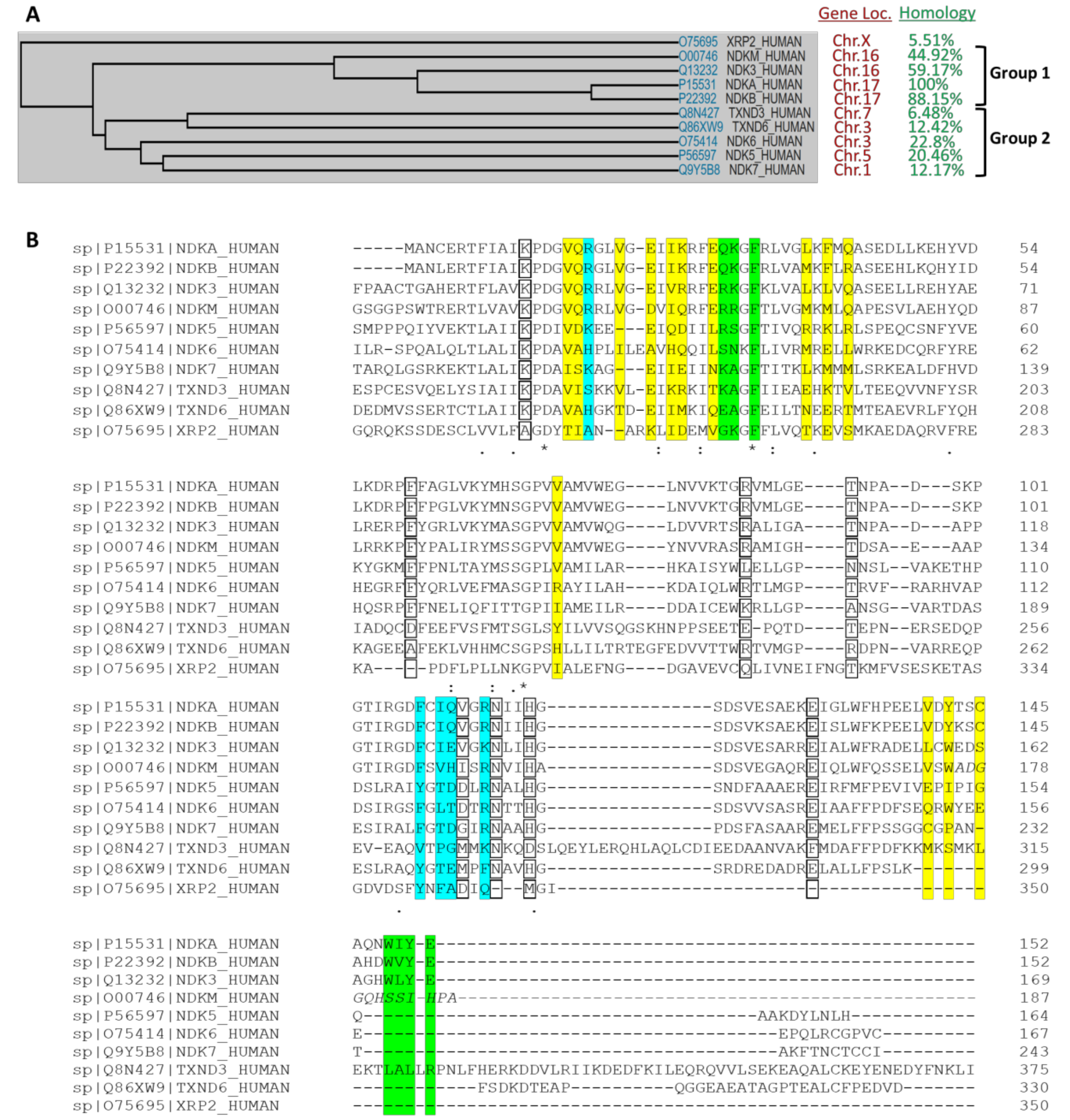 NME/NM23/NDPK and Histidine Phosphorylation