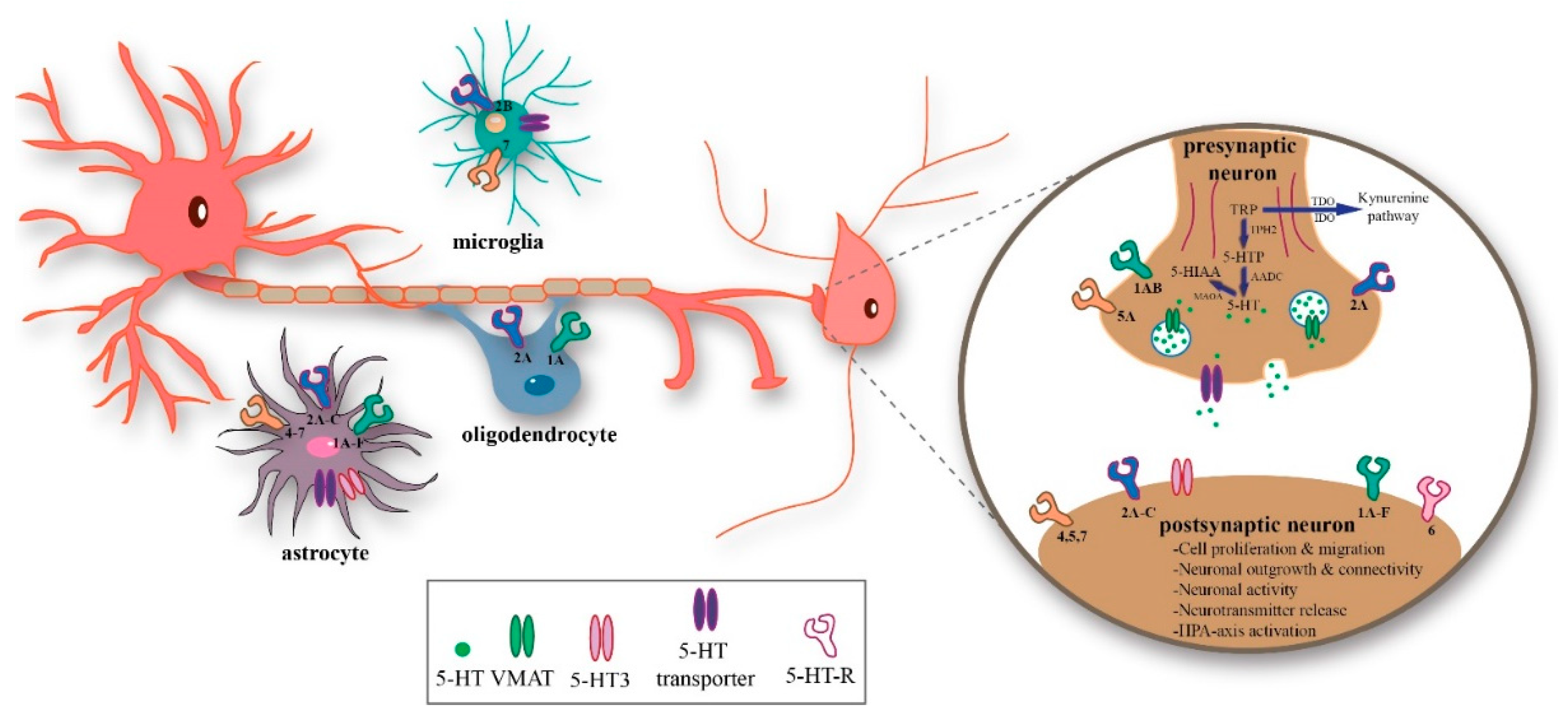 Ijms 21 05850 g001 Ijms 21 05850 g001