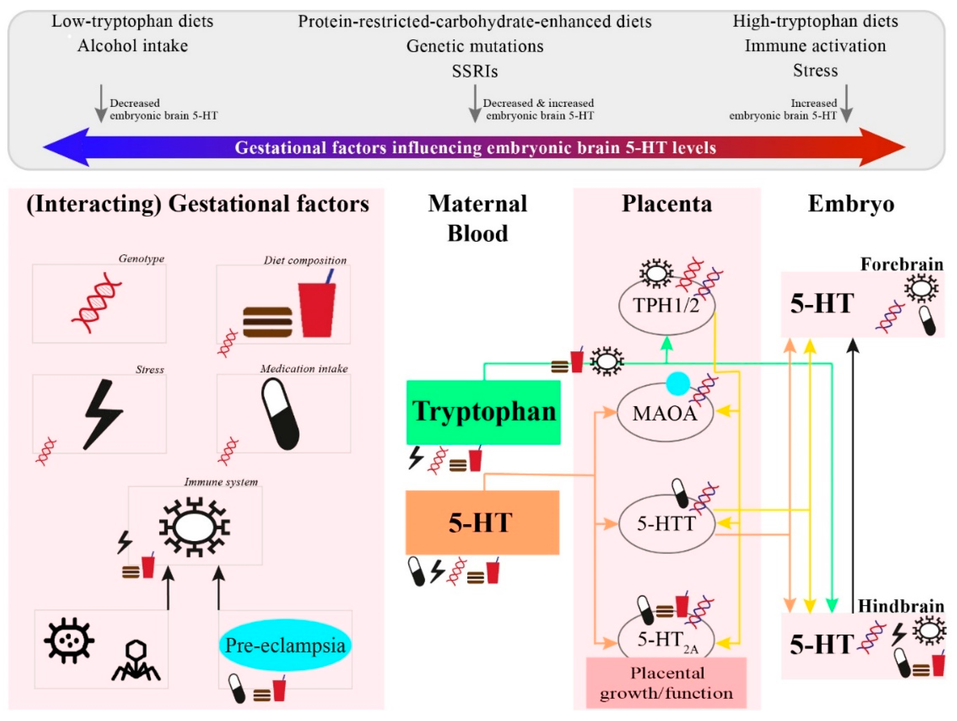 Ijms 21 05850 g002 Ijms 21 05850 g002