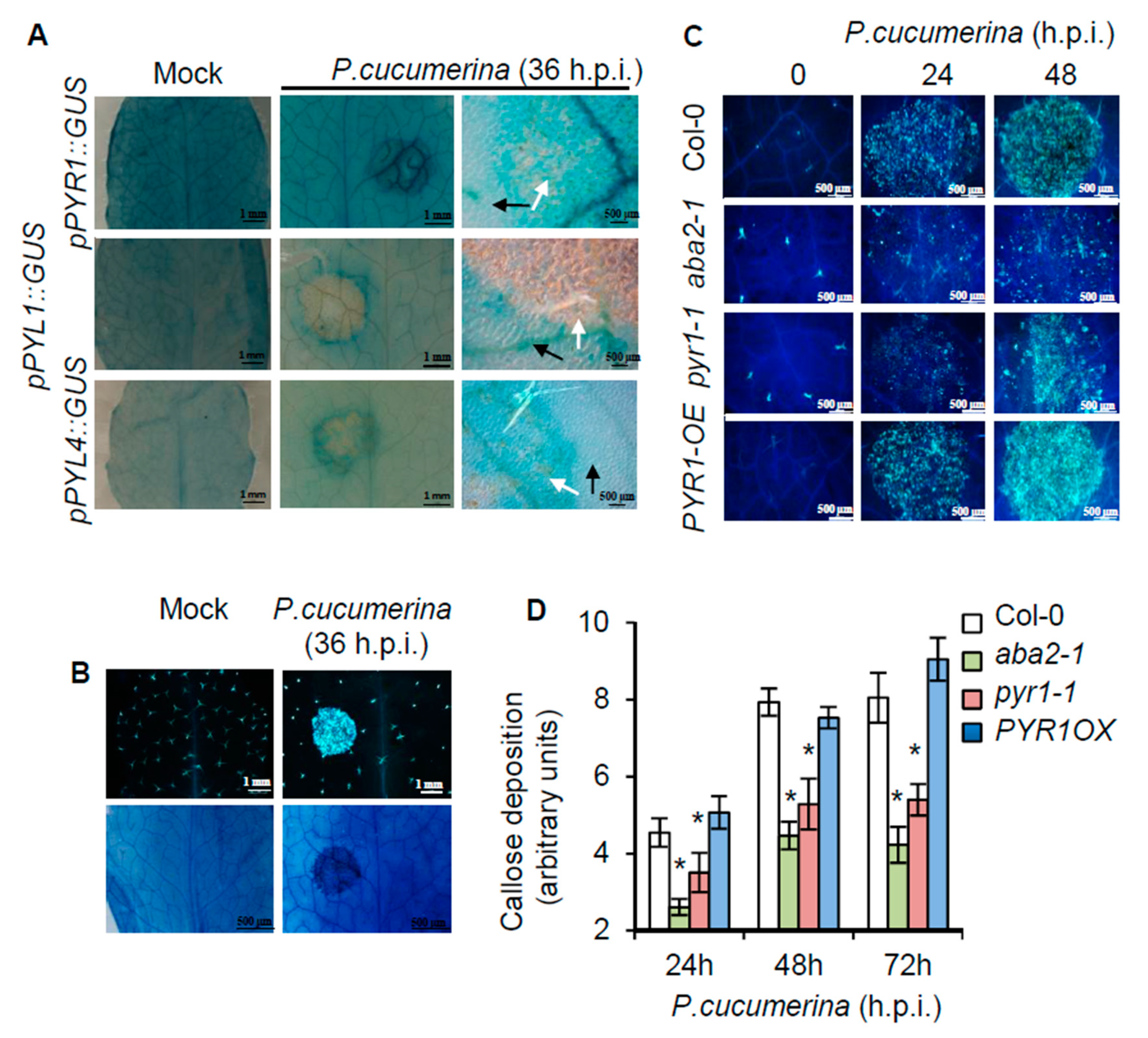 Ijms 21 05852 g003 Ijms 21 05852 g003