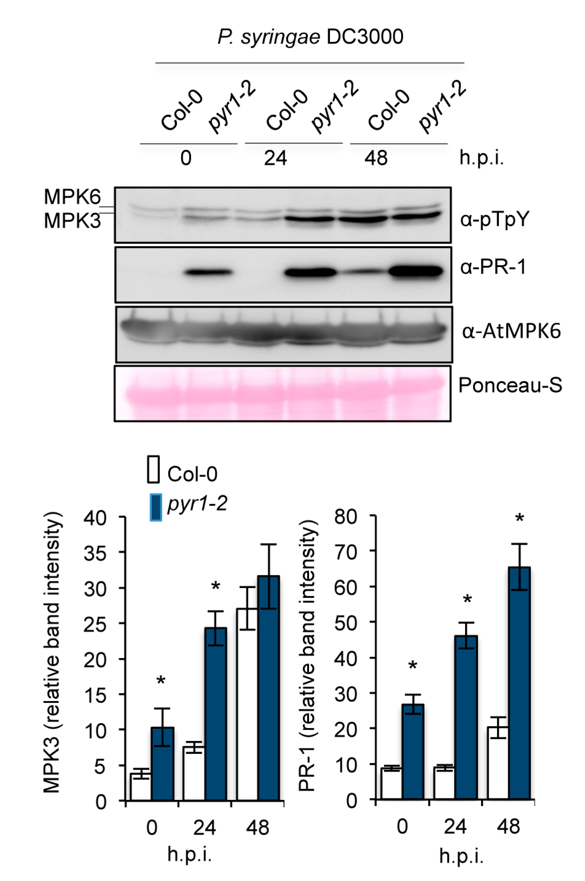 Ijms 21 05852 g006 Ijms 21 05852 g006