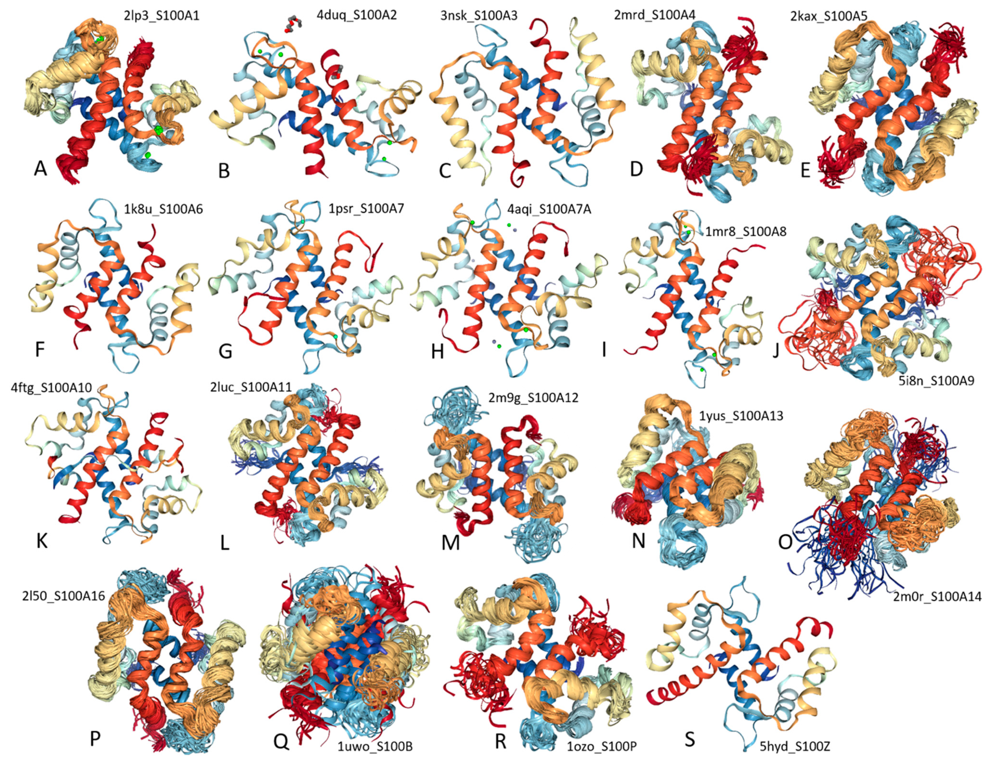 Ijms Free Full Text Zooming Into The Dark Side Of Human Annexin S100 Complexes Dynamic Alliance Of Flexible Partners Html