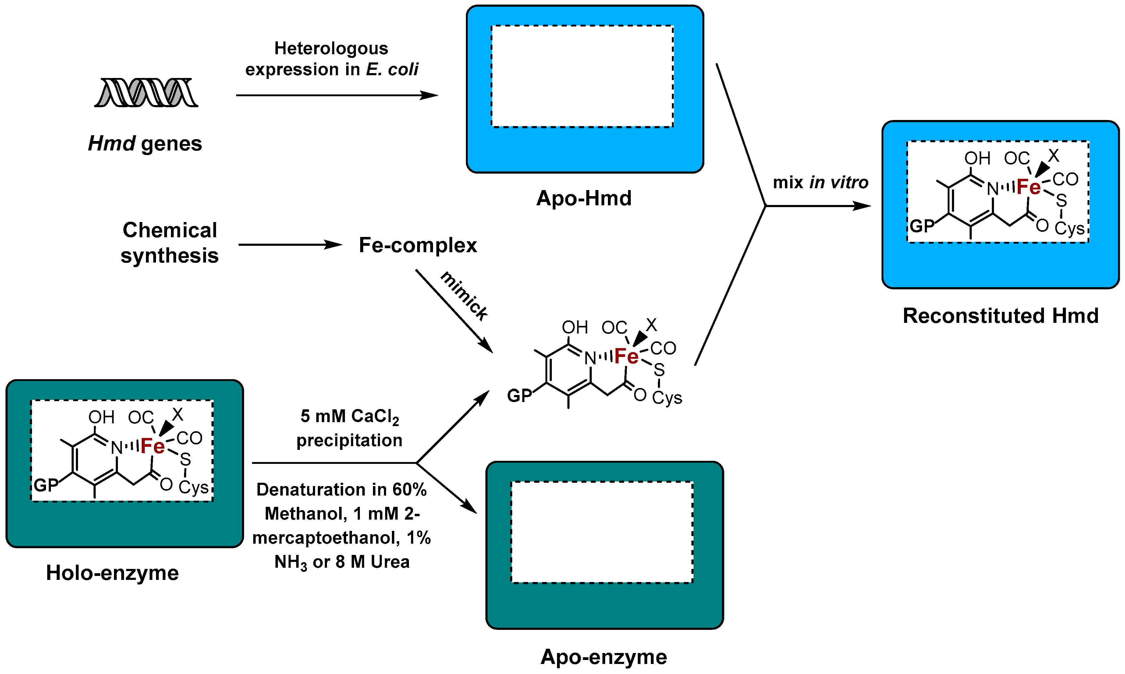 Ijms Free Full Text Heterologous Hydrogenase Overproduction Systems For Biotechnology An Overview Html