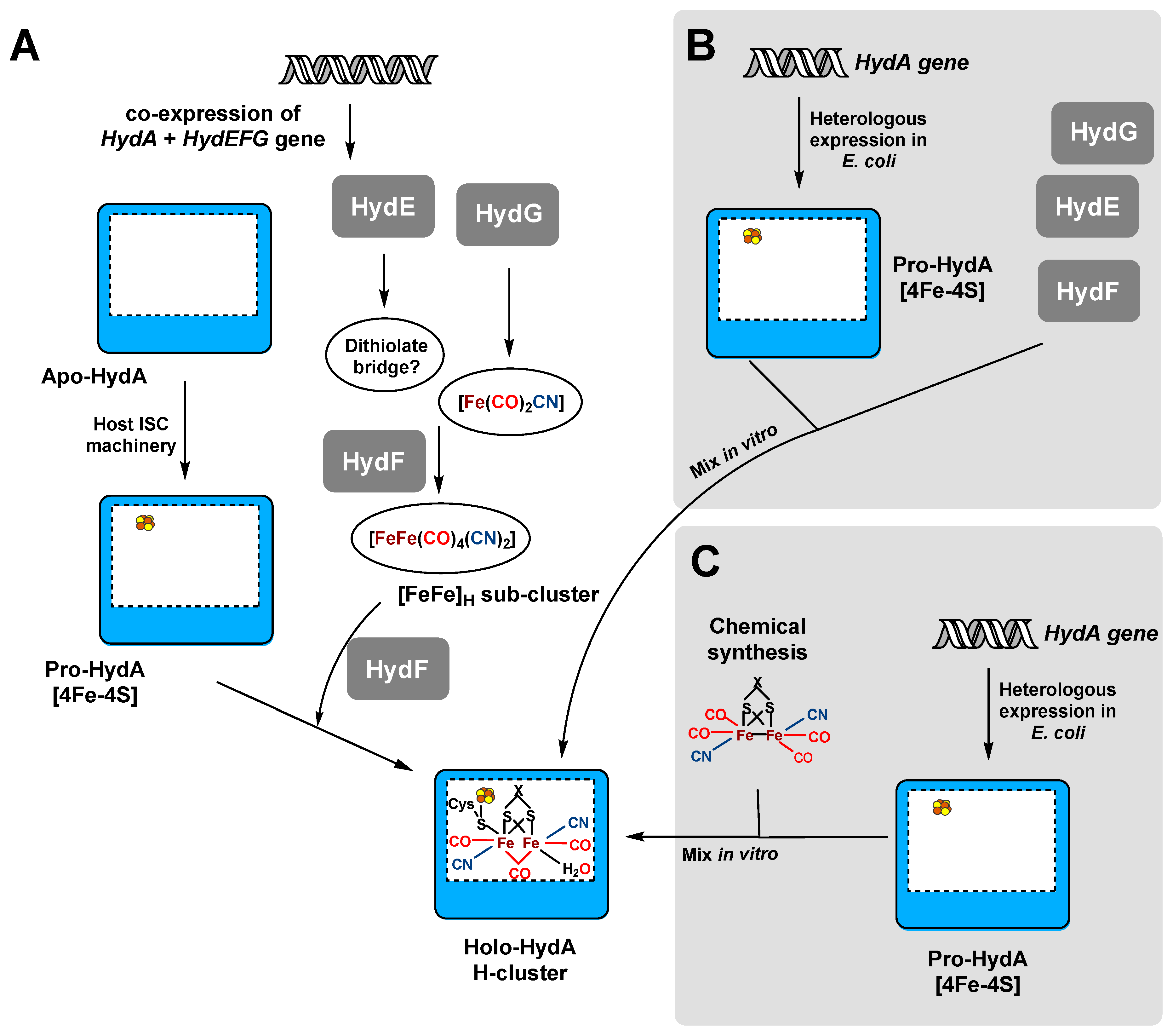 Ijms Free Full Text Heterologous Hydrogenase Overproduction Systems For Biotechnology An Overview Html