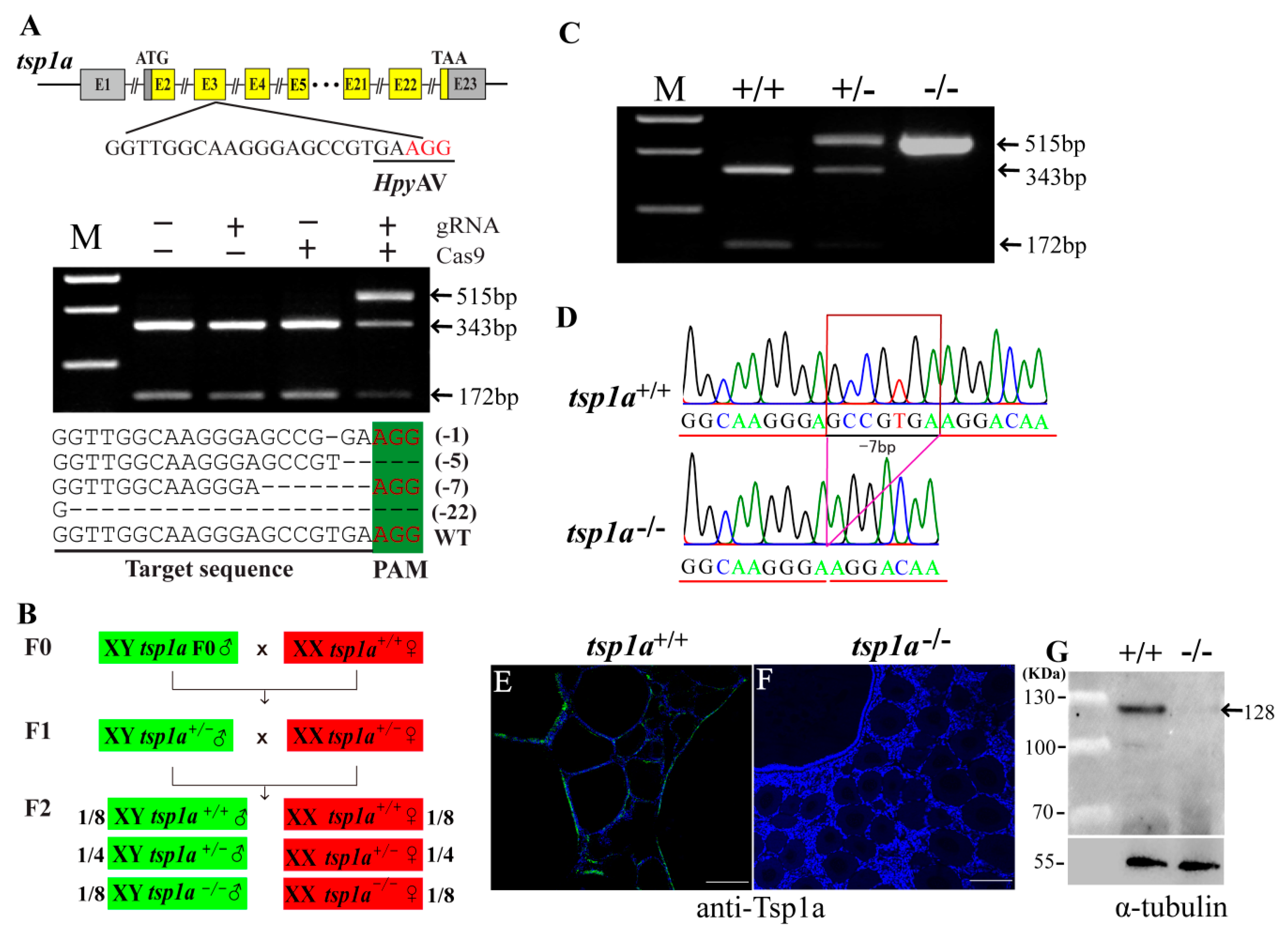 Ijms 21 05893 g002 Ijms 21 05893 g002