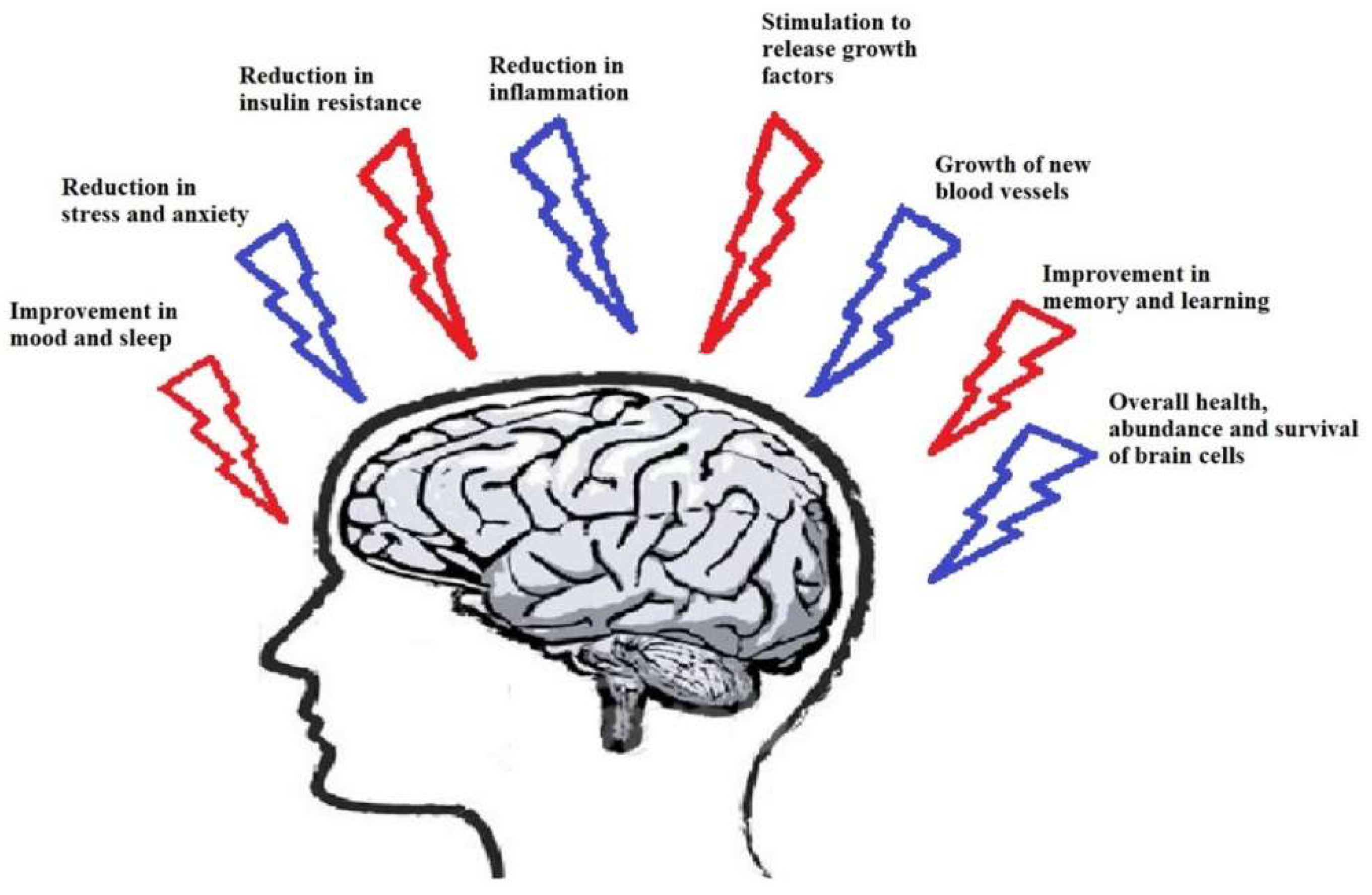 Ijms Free Full Text Possible Neuroprotective Mechanisms Of Physical Exercise In Neurodegeneration Html