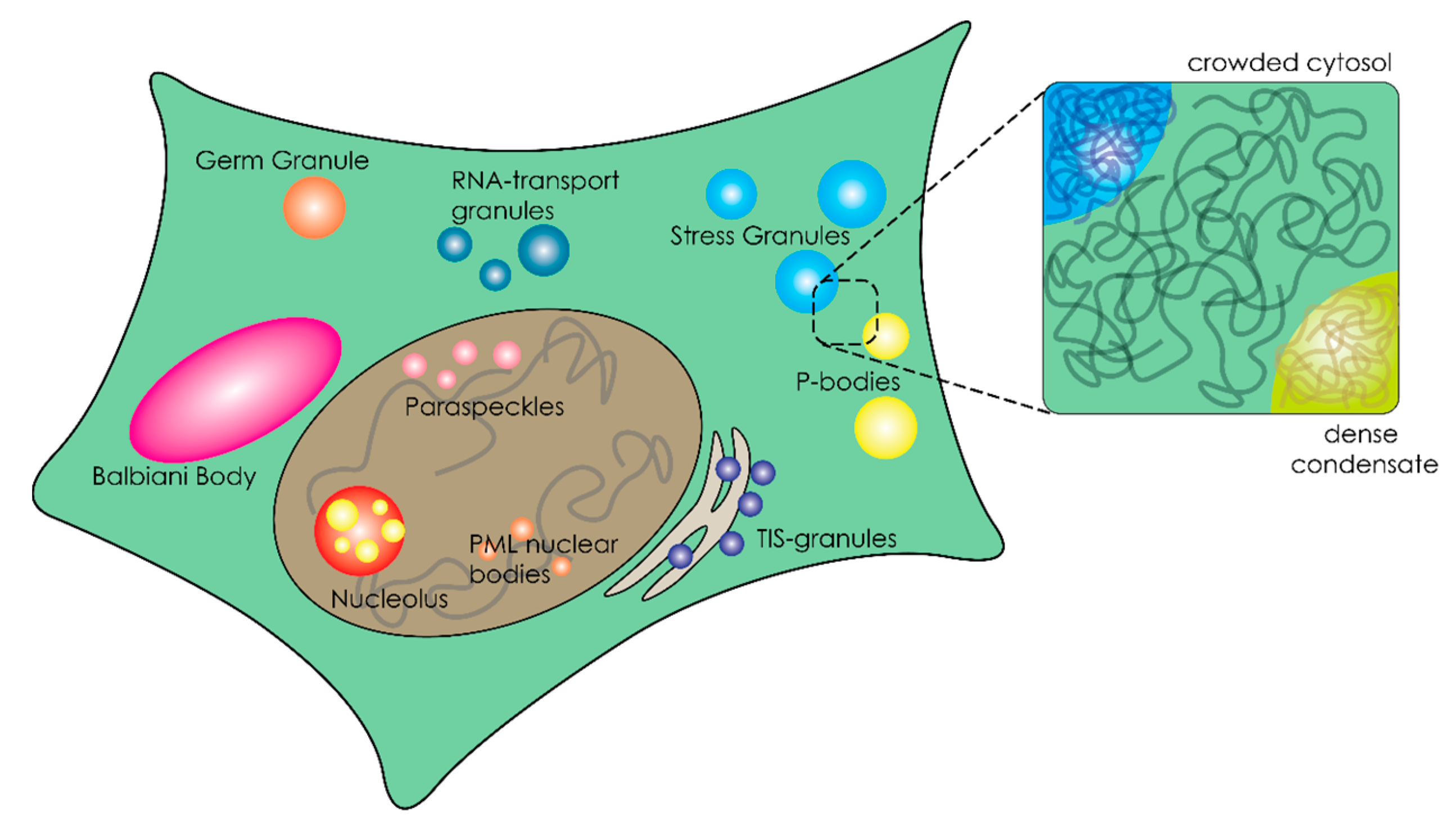 Ijms 21 05908 g001 Ijms 21 05908 g001