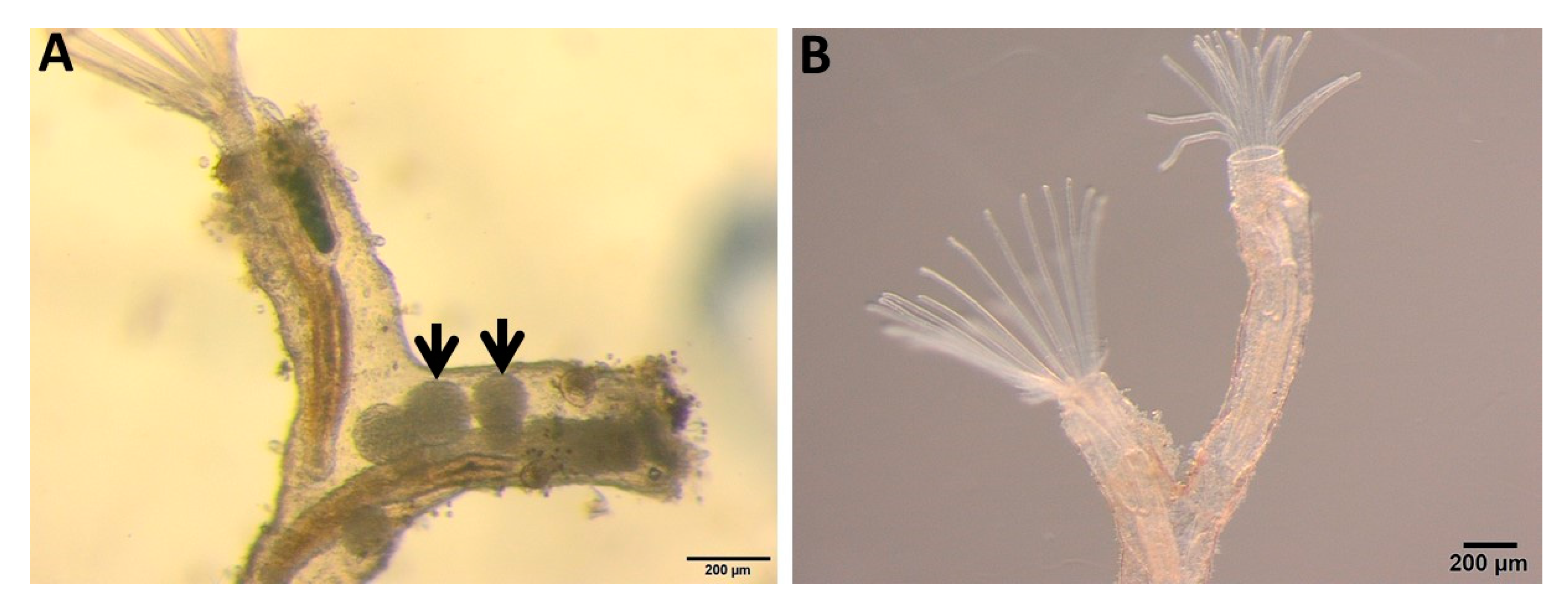 Ijms 21 05910 g009 Ijms 21 05910 g009