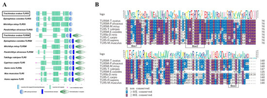 Toll-Like Receptor 5 of Golden Pompano Trachinotus ovatus