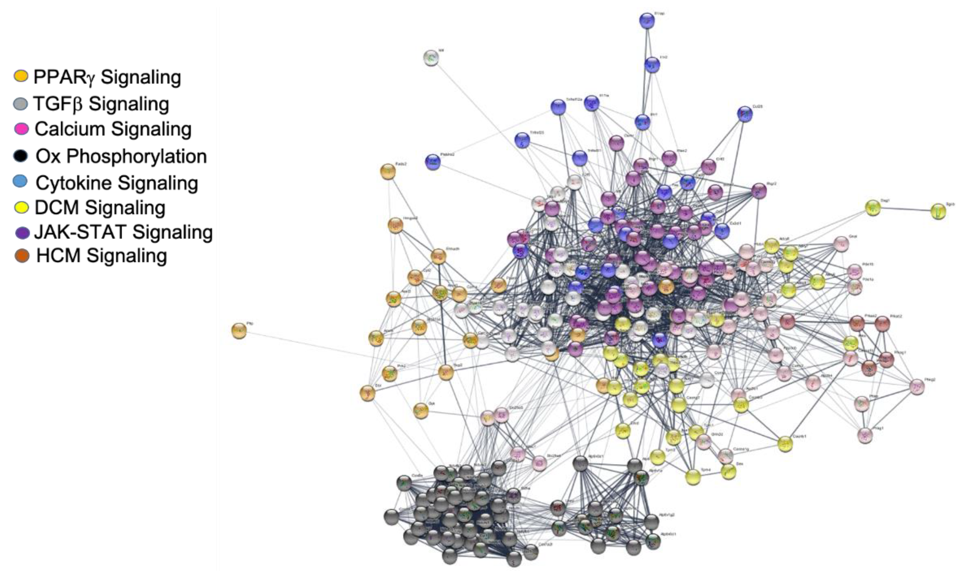 Ijms 21 05923 g007 Ijms 21 05923 g007