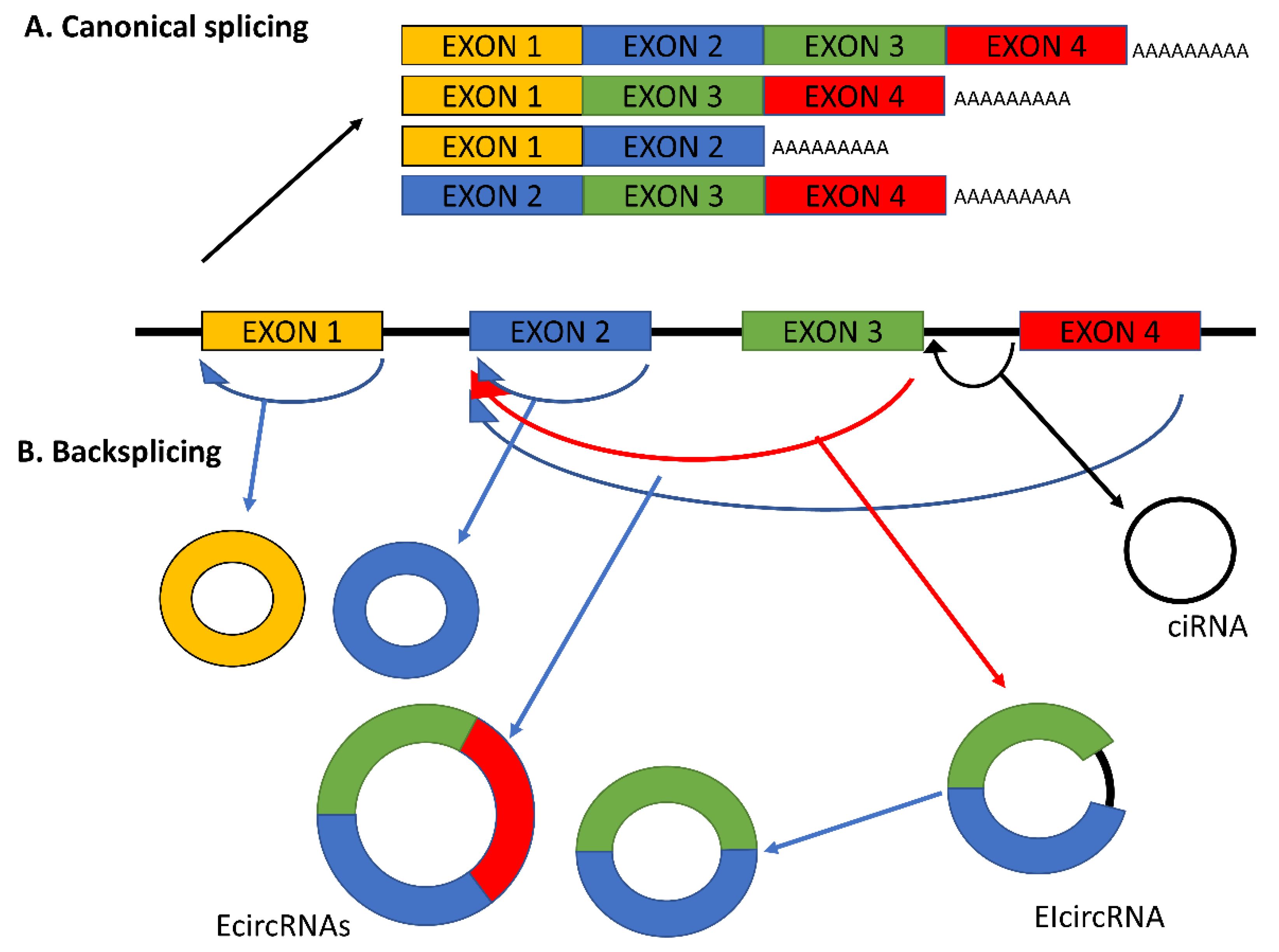 Circular RNAs in Hematopoiesis with a Focus on Acute Myeloid Leukemia and Myelodysplastic Syndrome