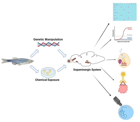 IJMS | Free Full-Text | Chemical and Genetic Zebrafish Models to Define