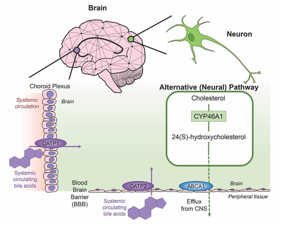 IJMS | Free Full-Text | Bile Acid Signaling in Neurodegenerative and Neurological Disorders | HTML