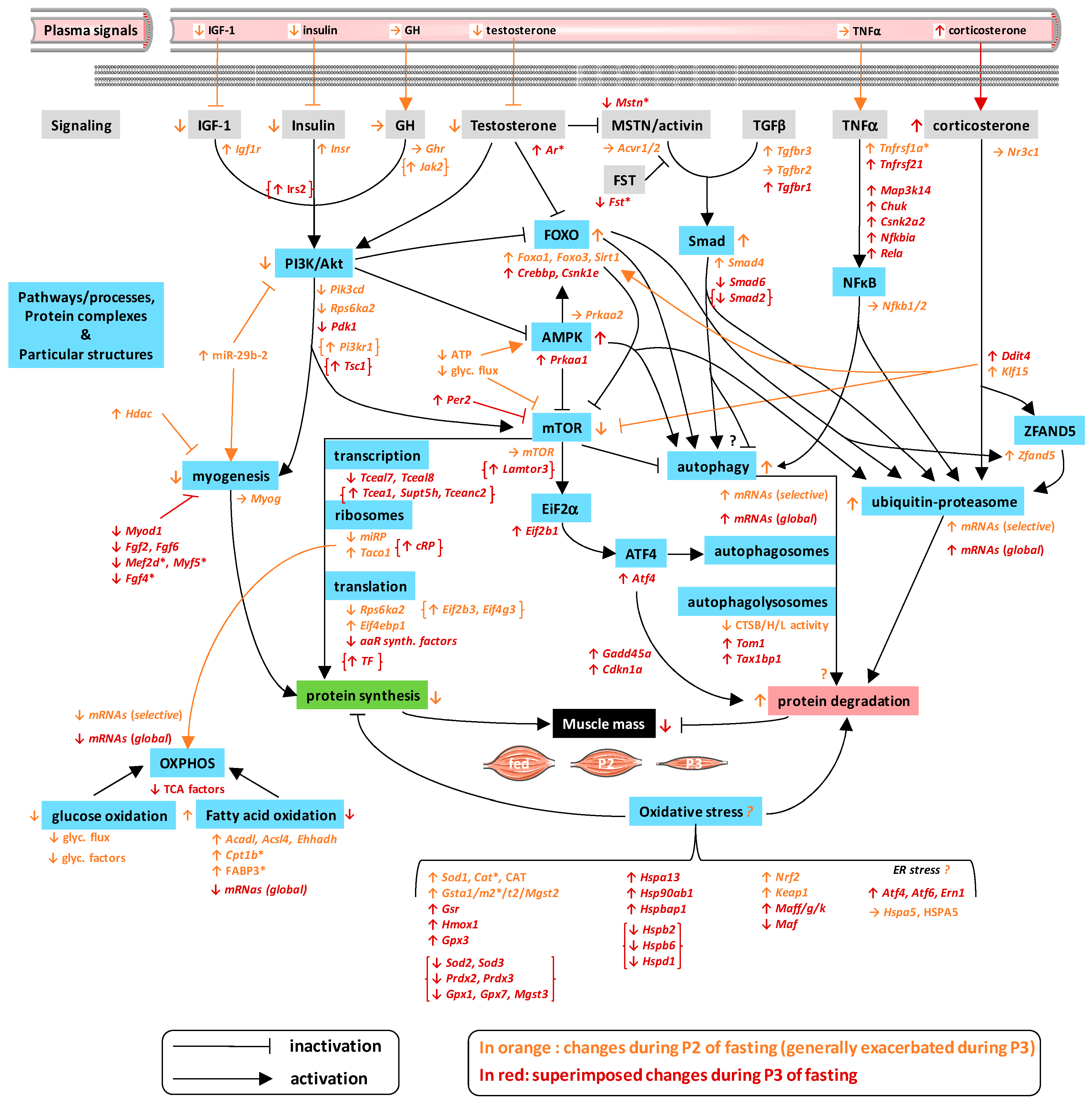 Ijms 21 05984 g007 Ijms 21 05984 g007