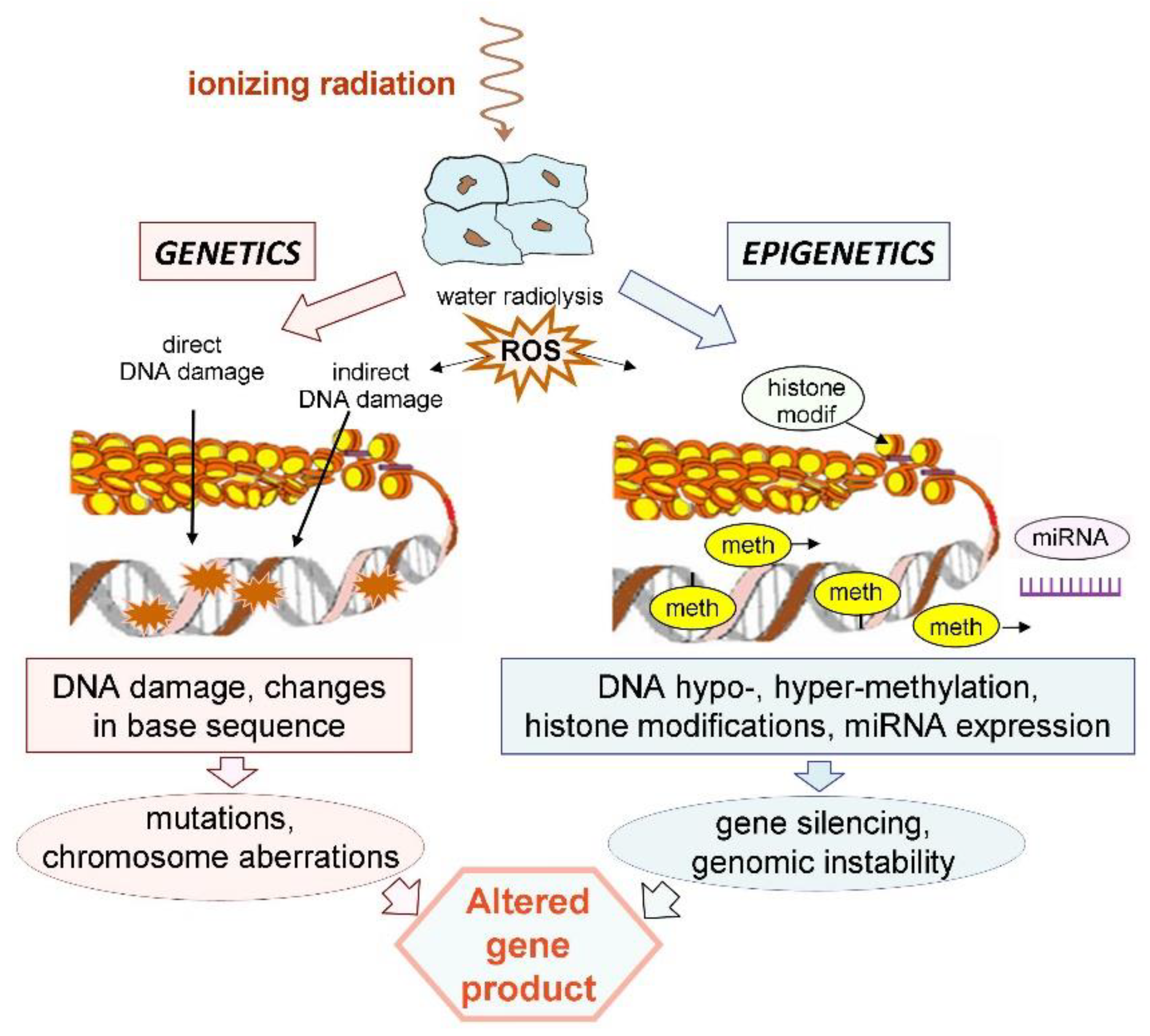 What are the major mechanisms of epigenetic genome modification information