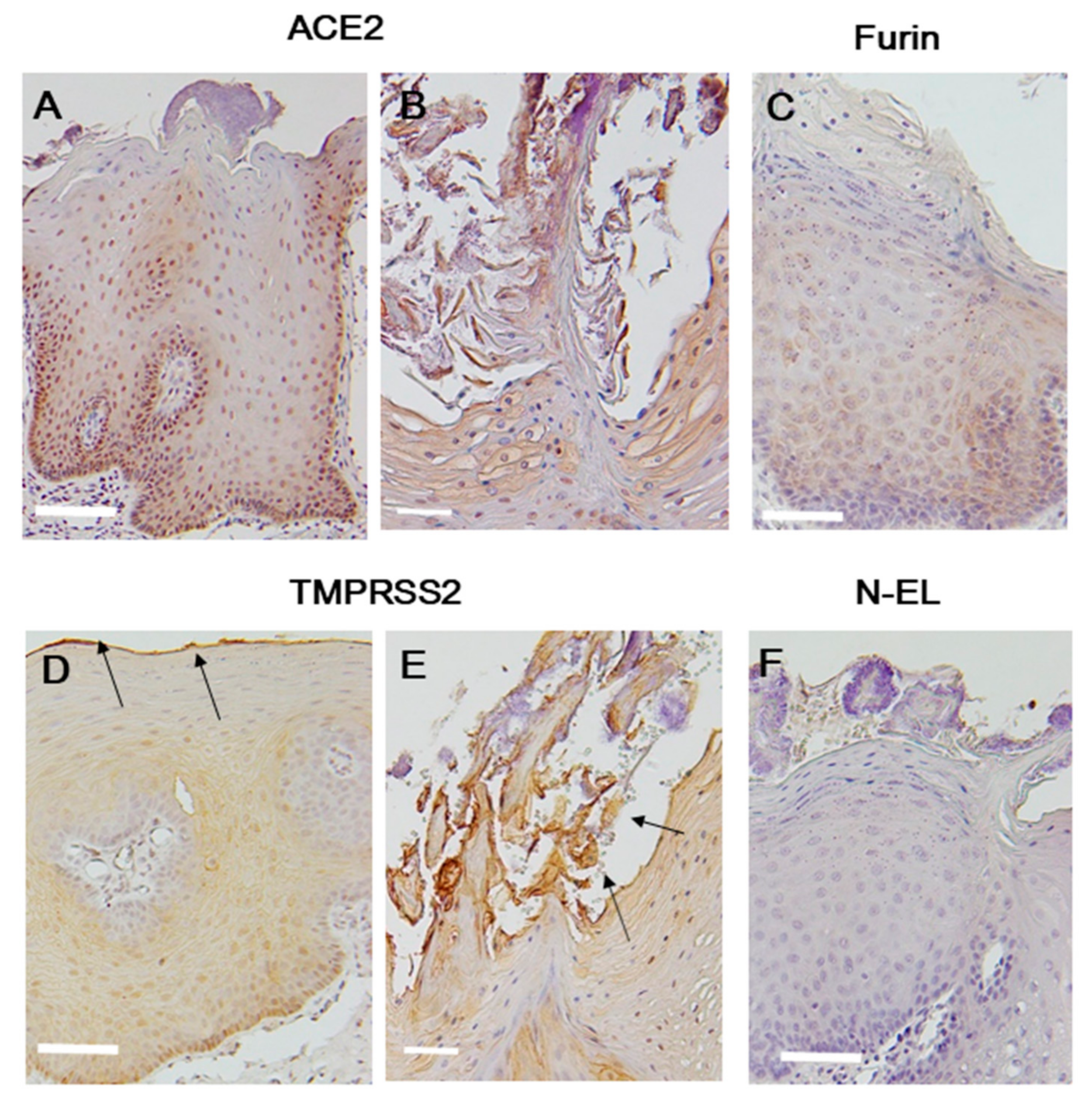 Ijms 21 06000 g001 Ijms 21 06000 g001