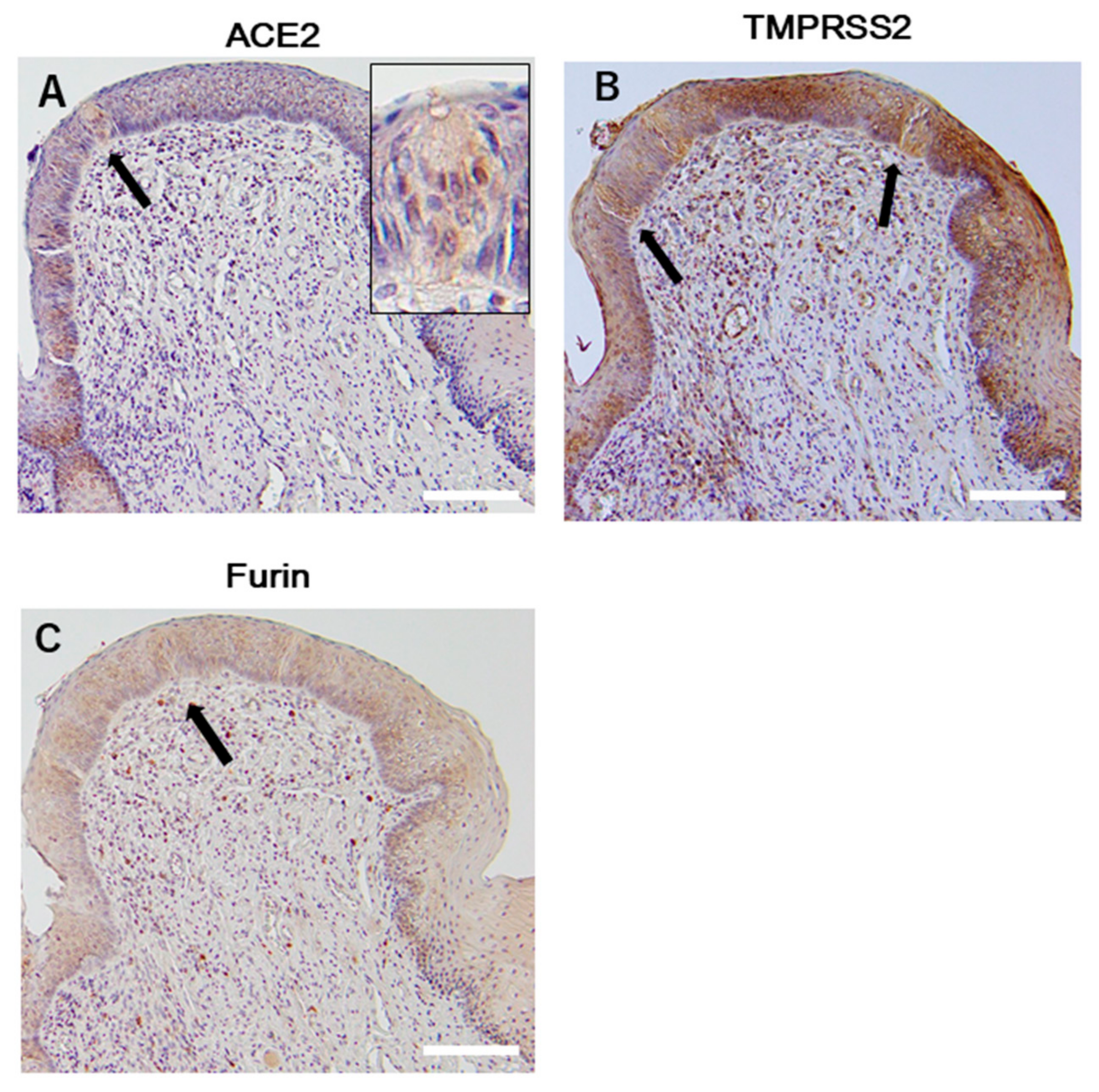 Ijms 21 06000 g002 Ijms 21 06000 g002