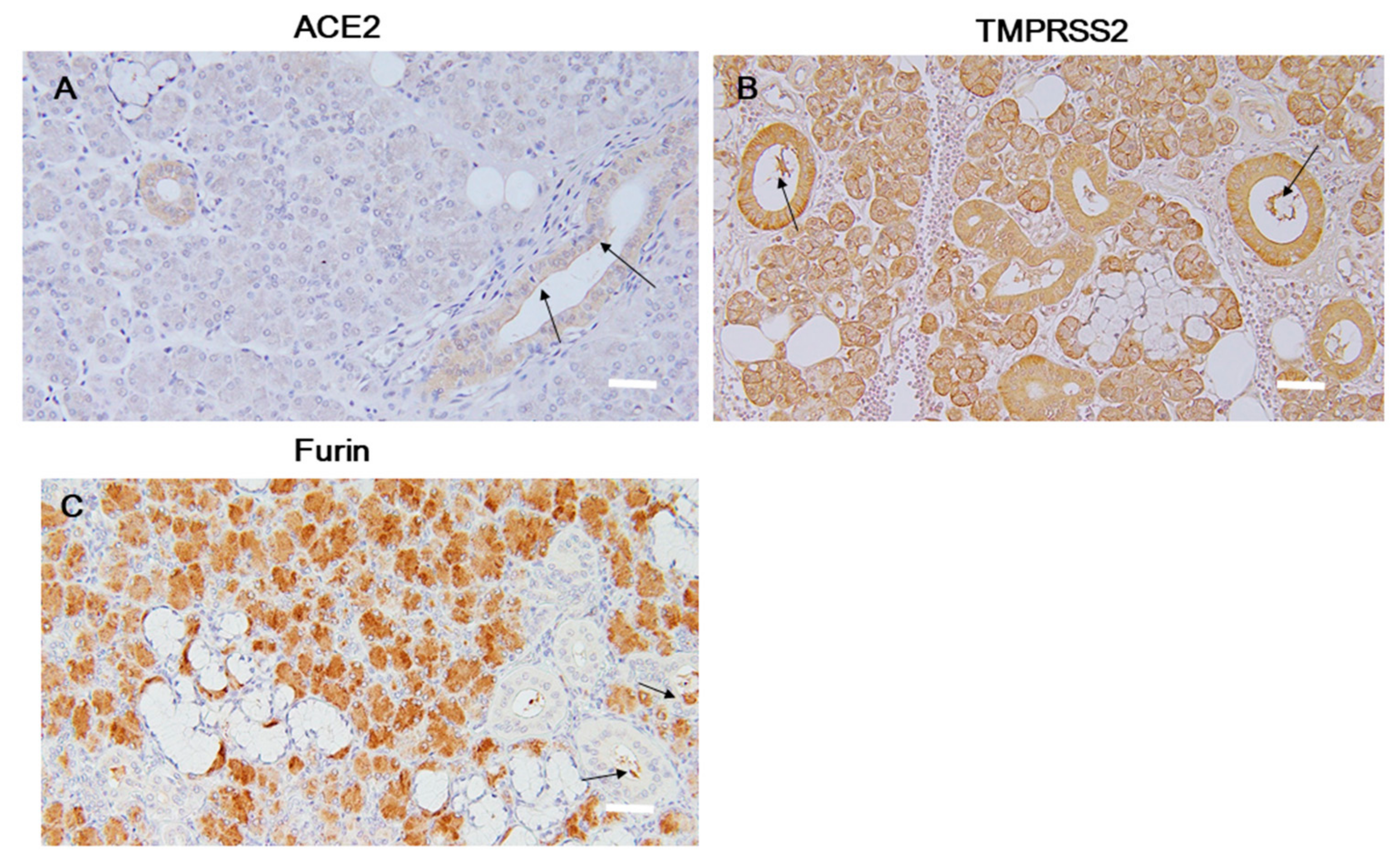 Ijms 21 06000 g004 Ijms 21 06000 g004