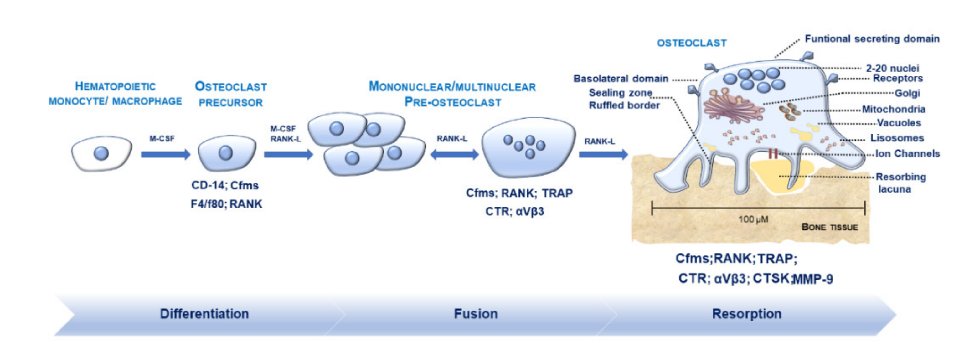 Ijms 21 06001 g001 Ijms 21 06001 g001