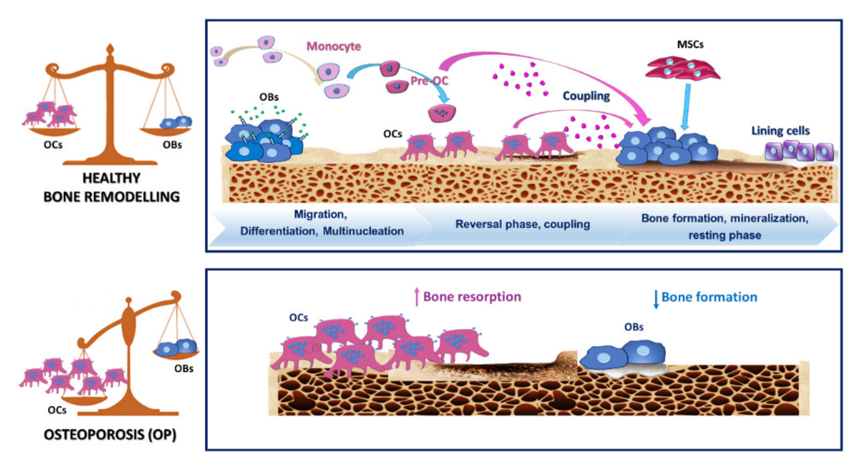 Ijms 21 06001 g002 Ijms 21 06001 g002