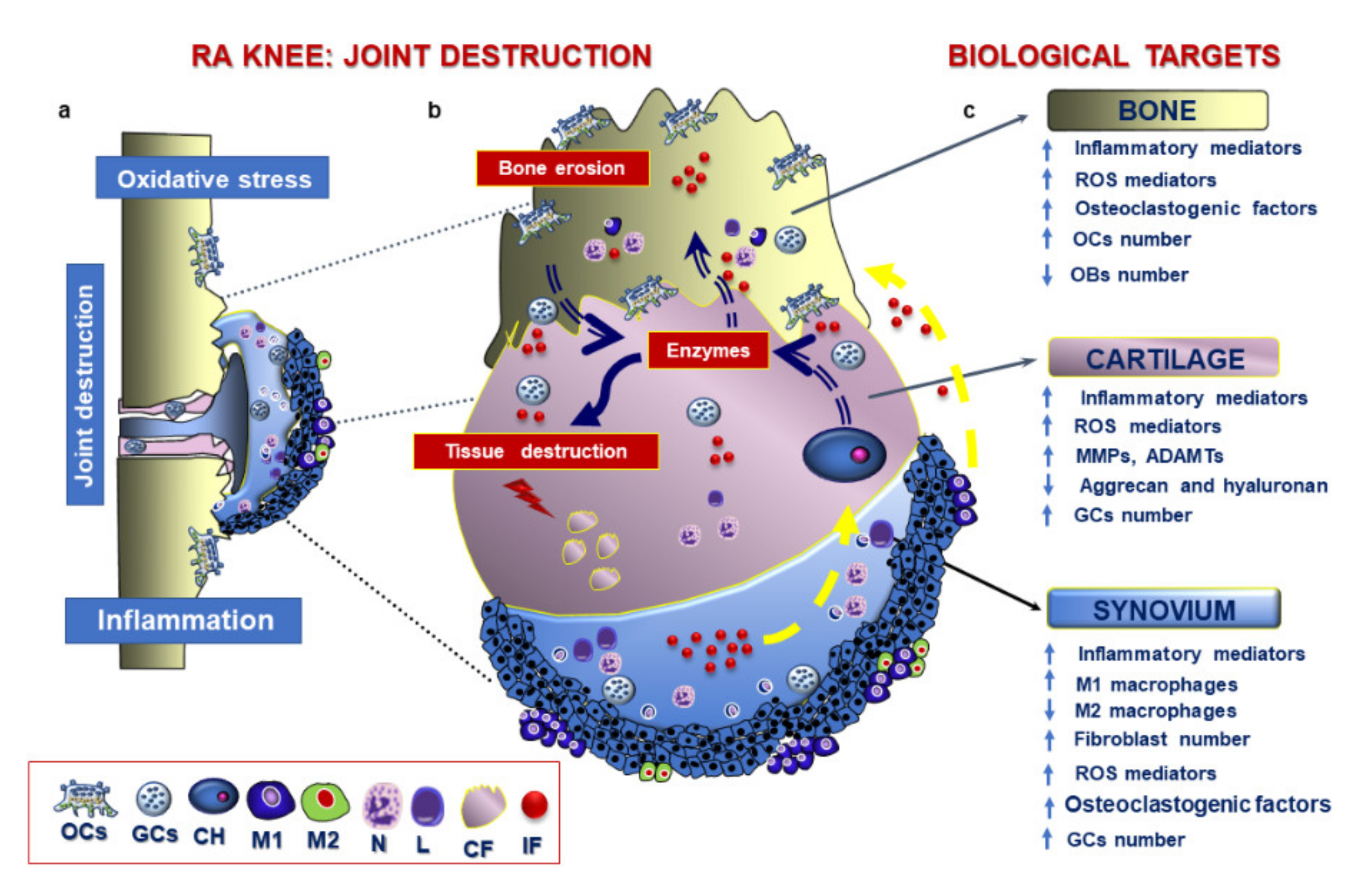 Ijms 21 06001 g005 Ijms 21 06001 g005